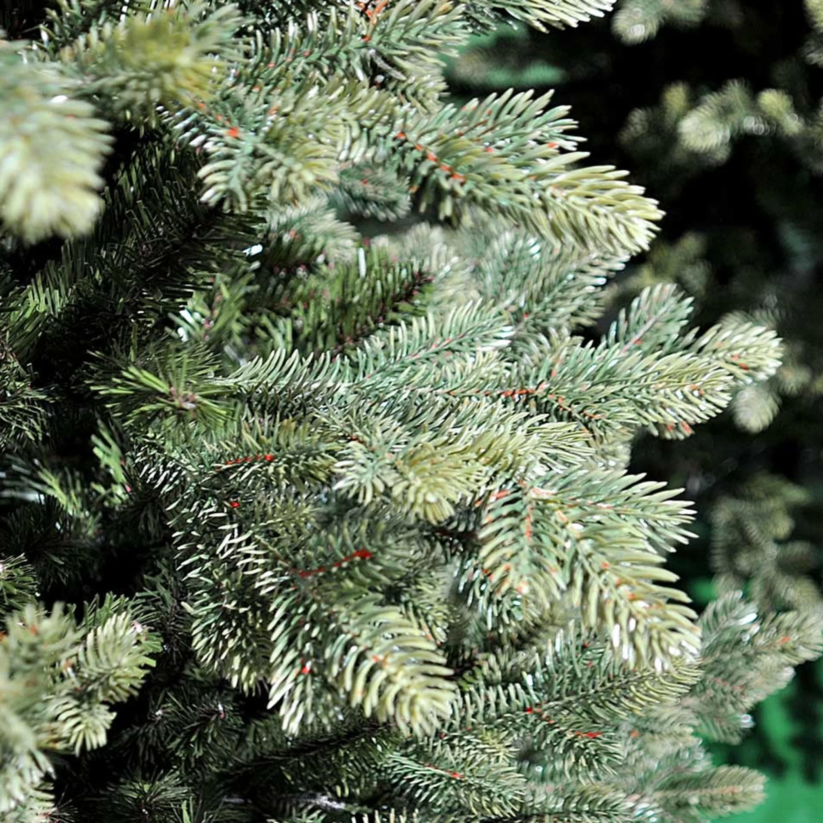 Shop Black Box Trees 7.5Ft Slim Maclura Christmas Tree