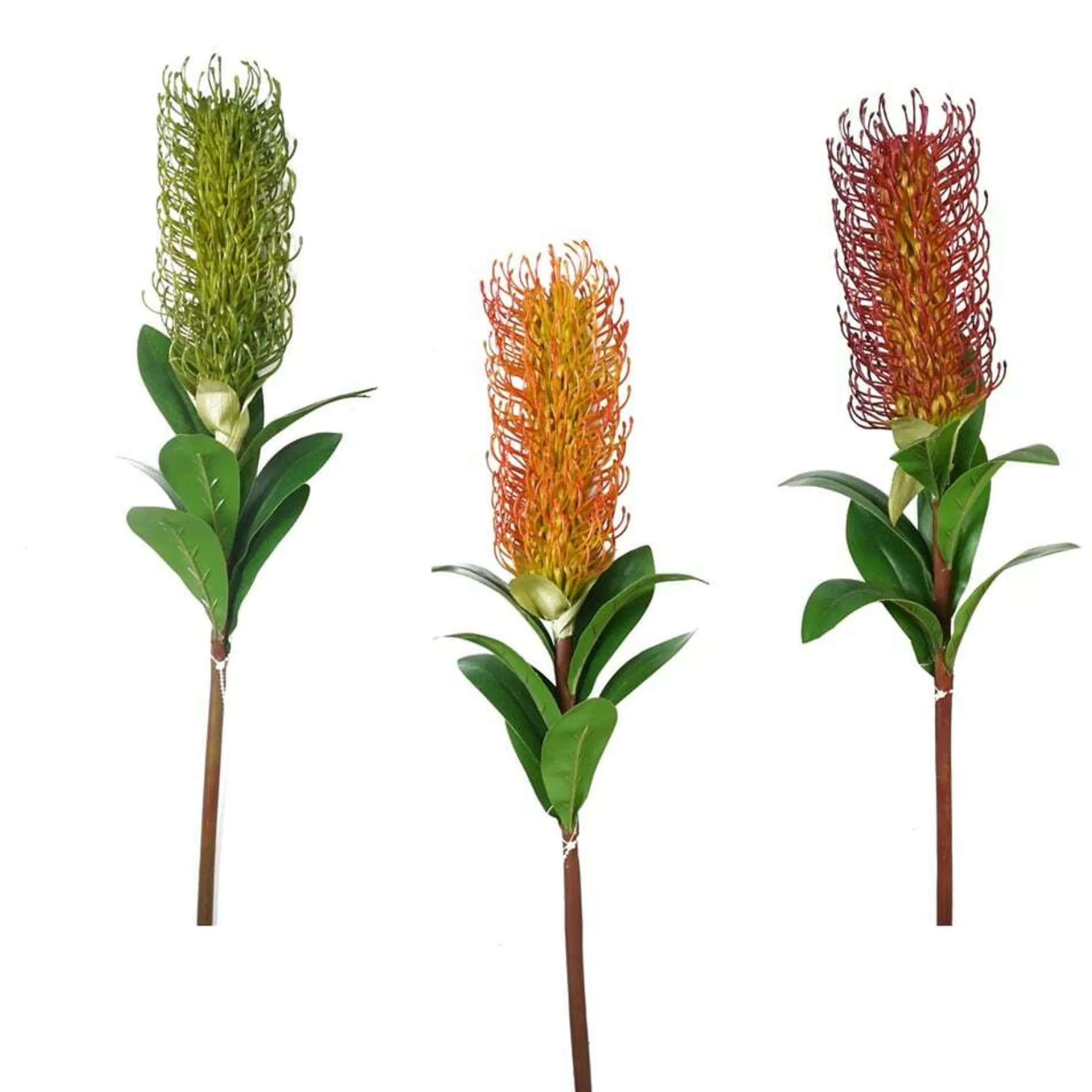 * Floristry | Australian Native Banksia Stem (2 Styles) - 75Cm