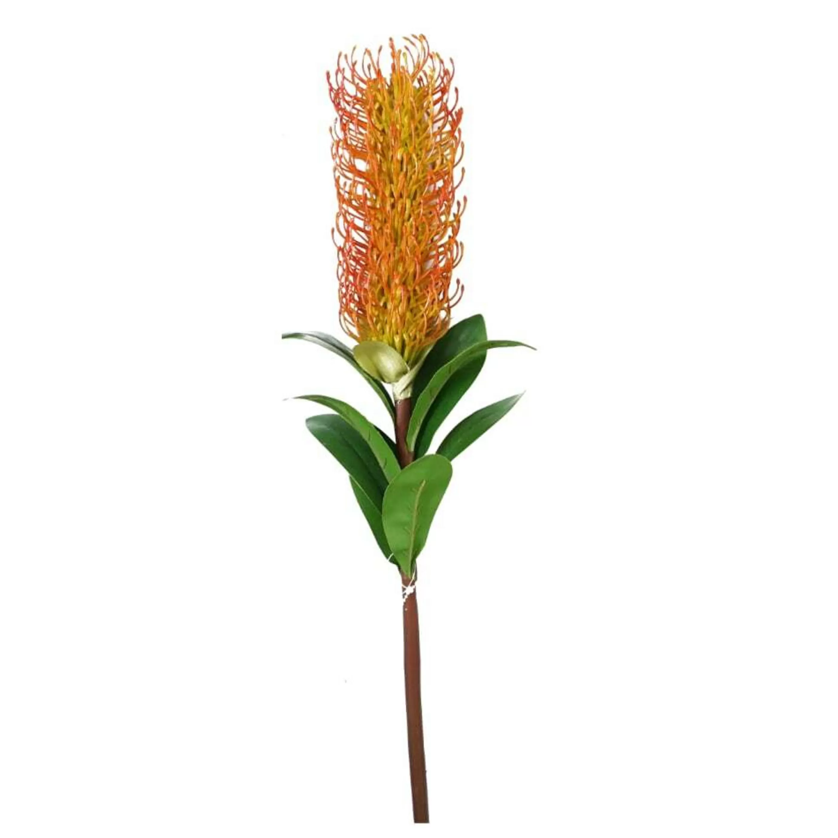 * Floristry | Australian Native Banksia Stem (2 Styles) - 75Cm