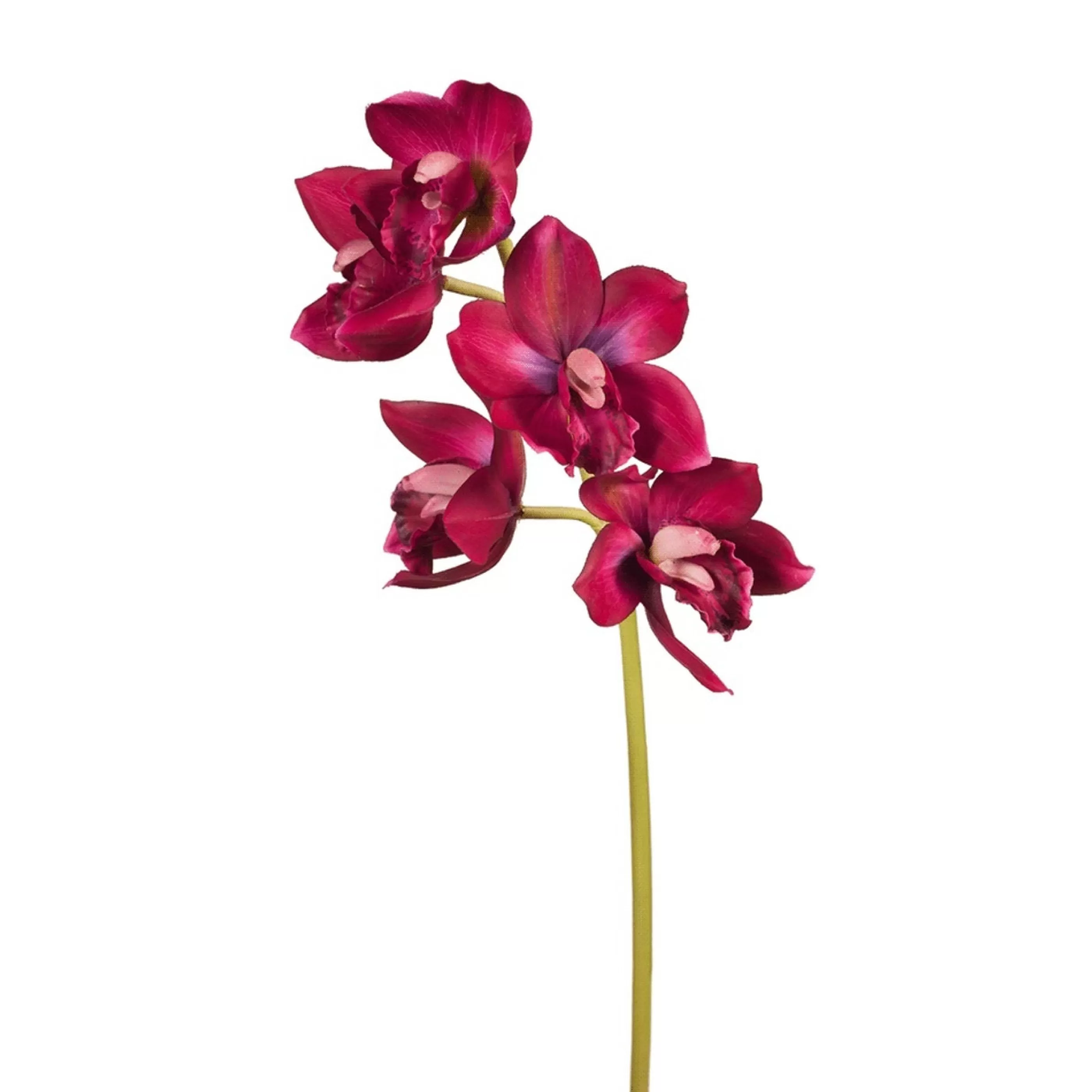 * Floristry | Burgundy Cymbidium Orchid - 69Cm