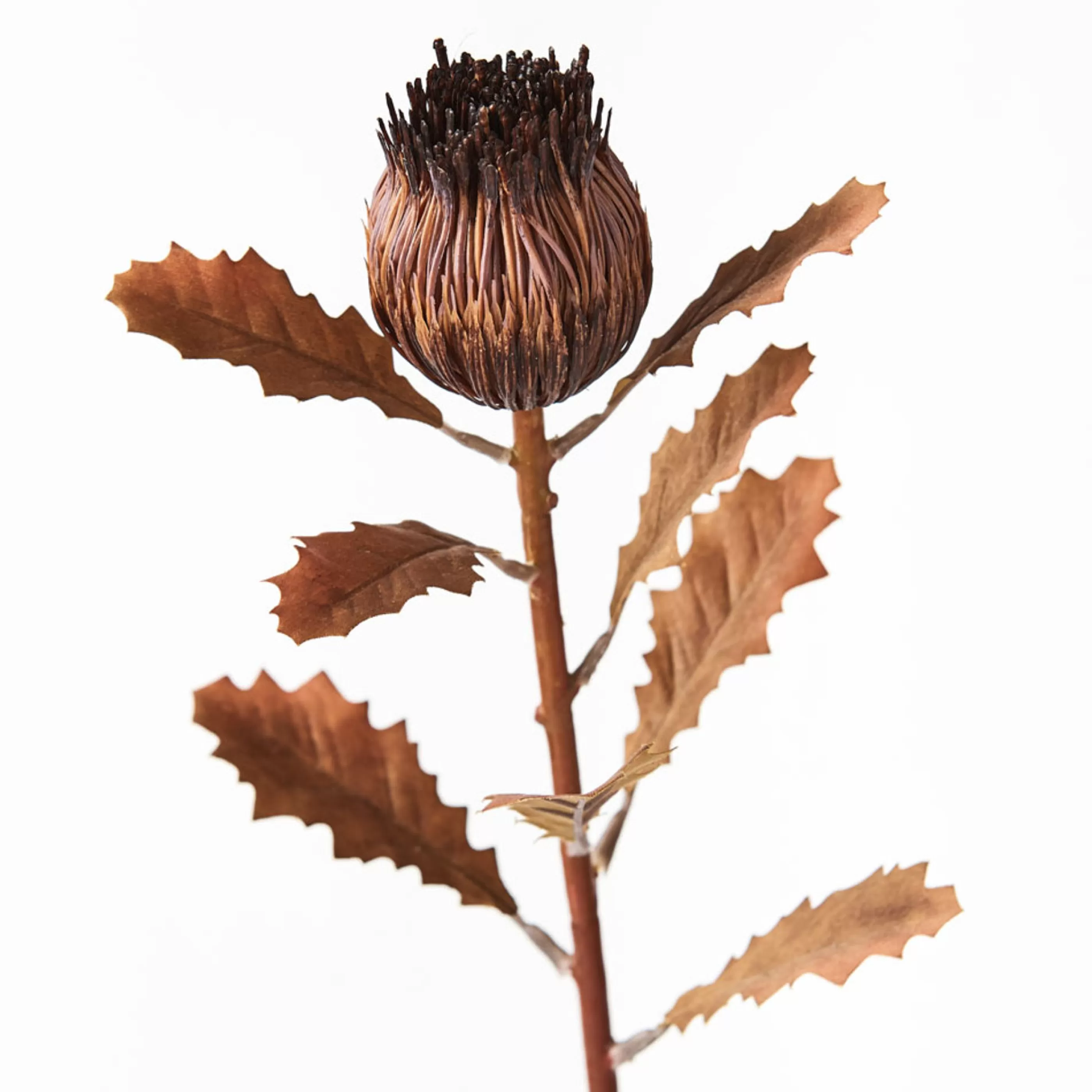 * Floristry | Chocolate Brown Bud Protea - 47Cm