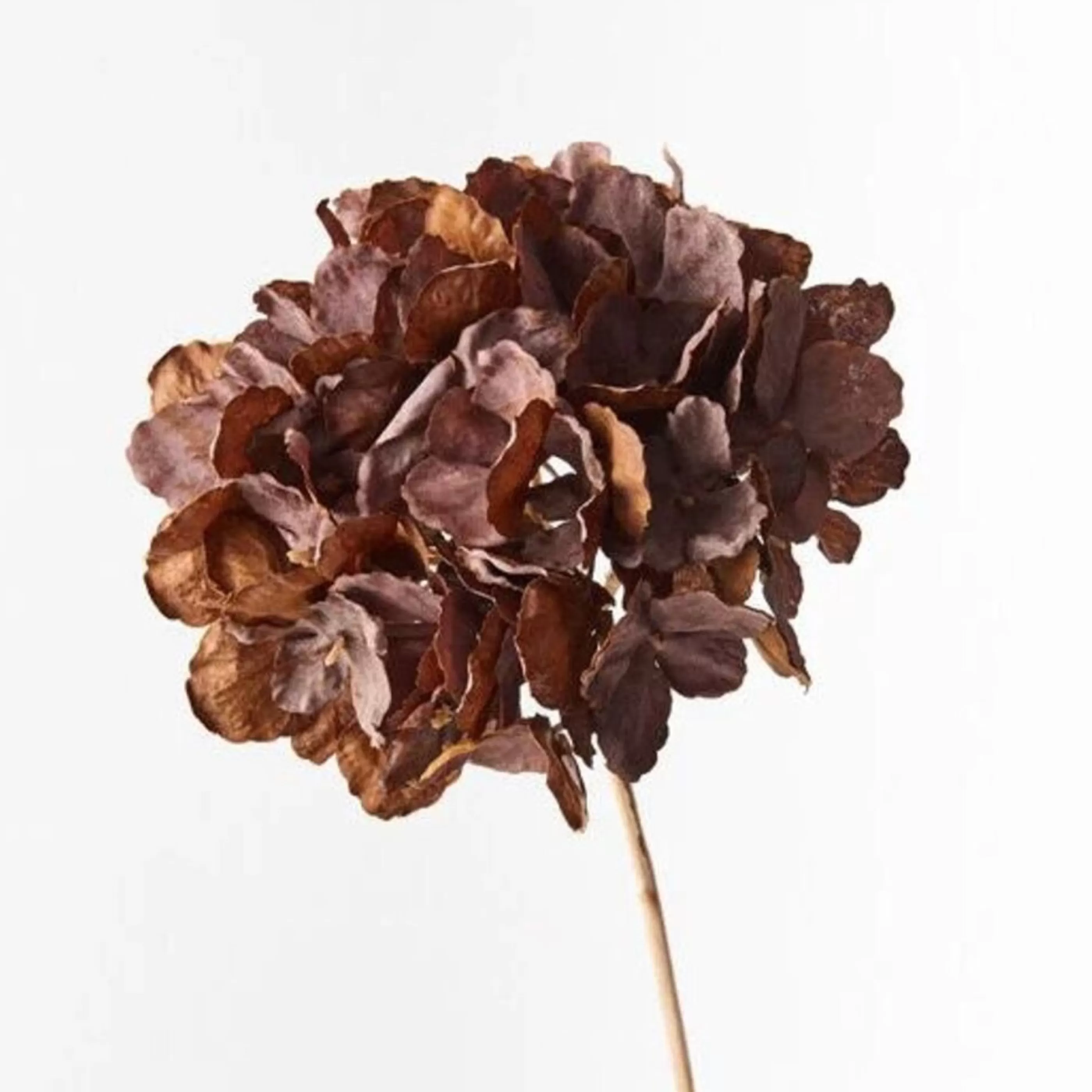 * Floristry | Chocolate Brown Hydrangea Flower Stem - 52Cm