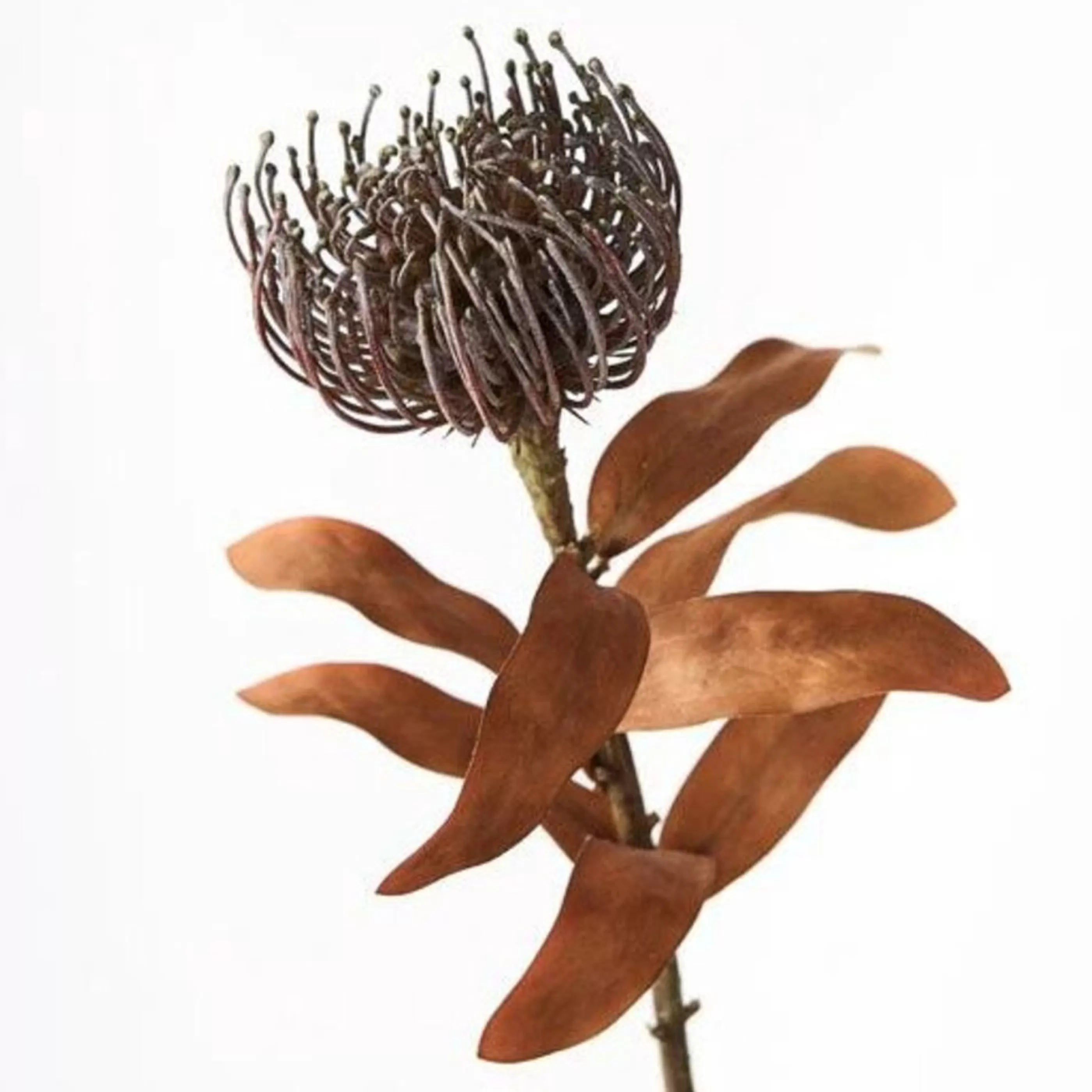 * Floristry | Coffe Leucospermum Protea - 43Cm