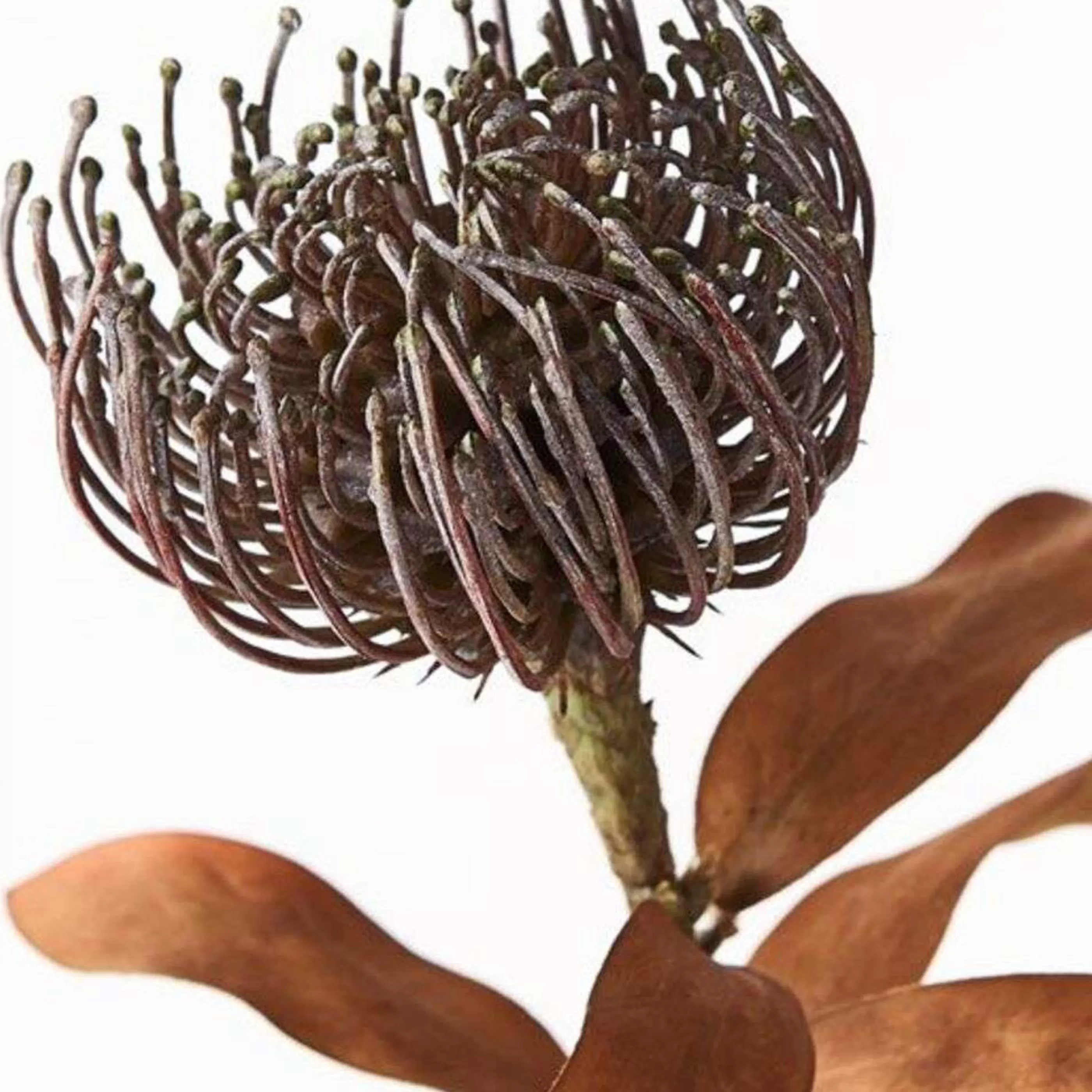 * Floristry | Coffe Leucospermum Protea - 43Cm