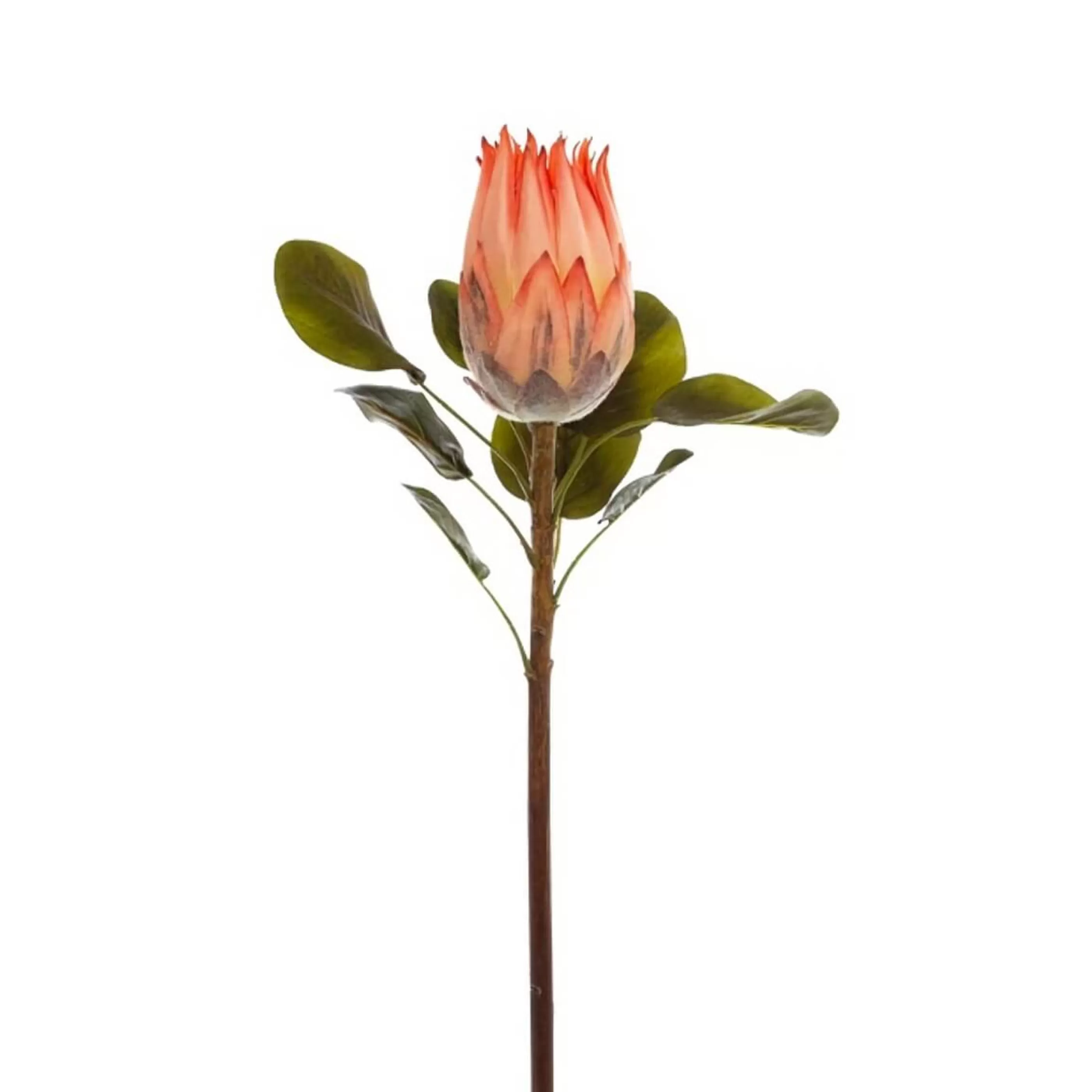 * Floristry | Coral Native Queen Protea - 62Cm