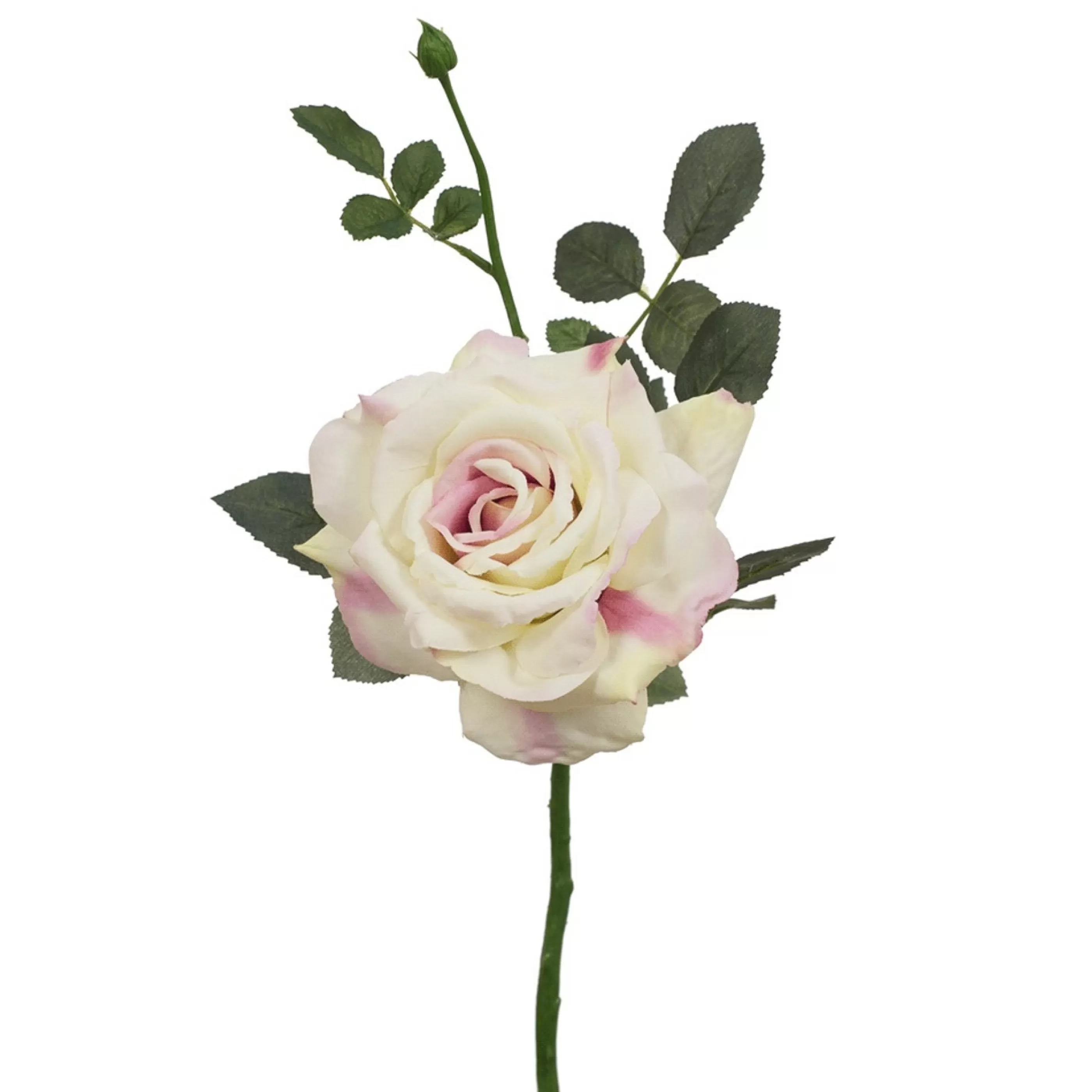 * Floristry | Cream & Pink Garden Diamond Rose - 35Cm