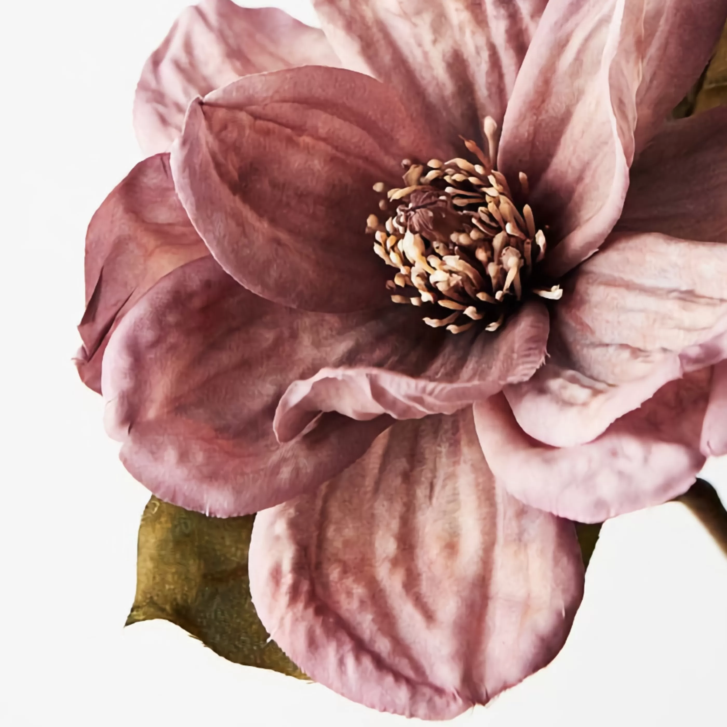 * Floristry | Dusty Mauve Magnolia Stem - 66Cm