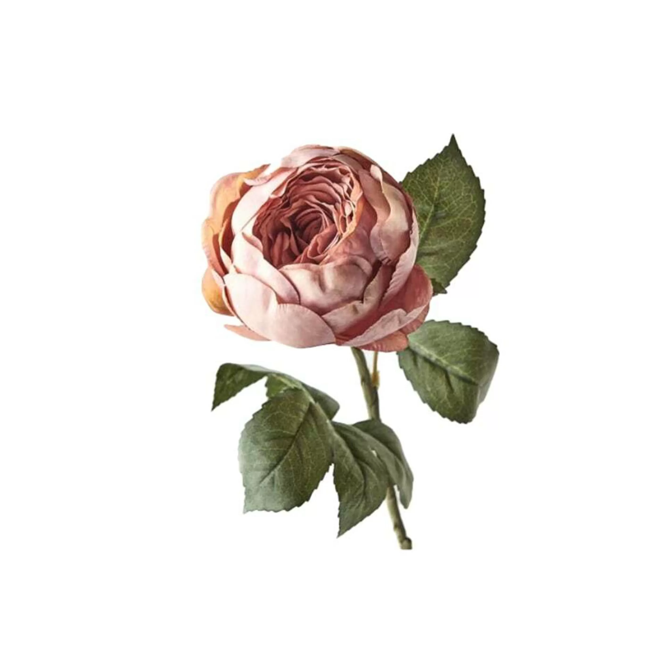 * Floristry | Dusty Pink Rose English - 53Cm