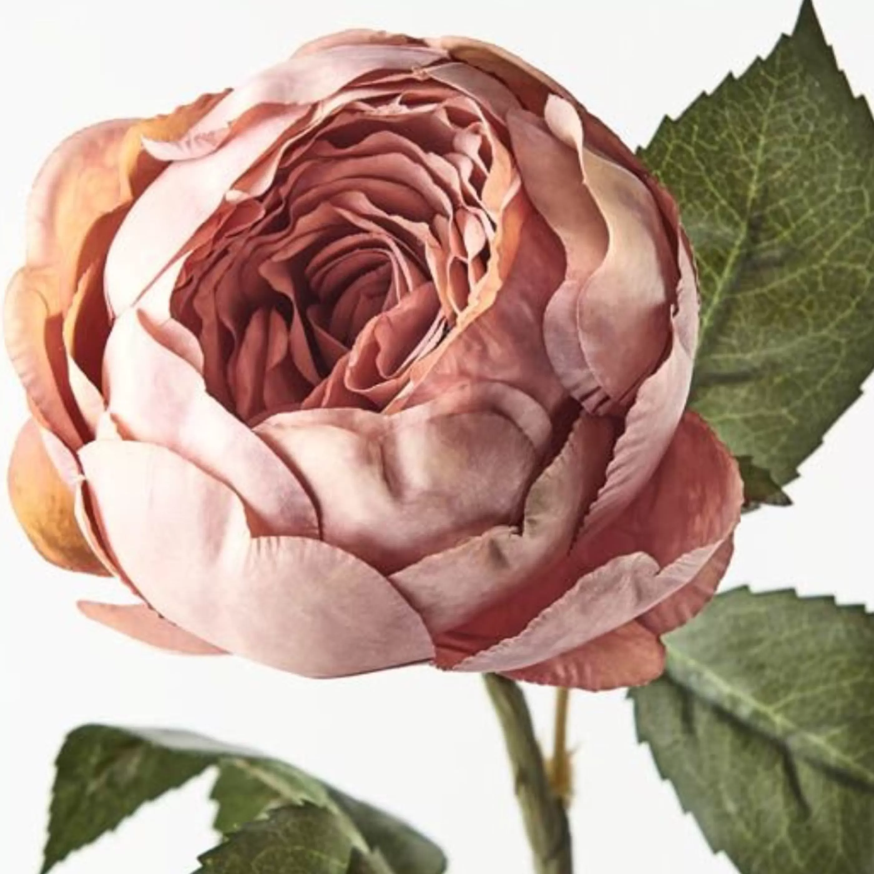 * Floristry | Dusty Pink Rose English - 53Cm