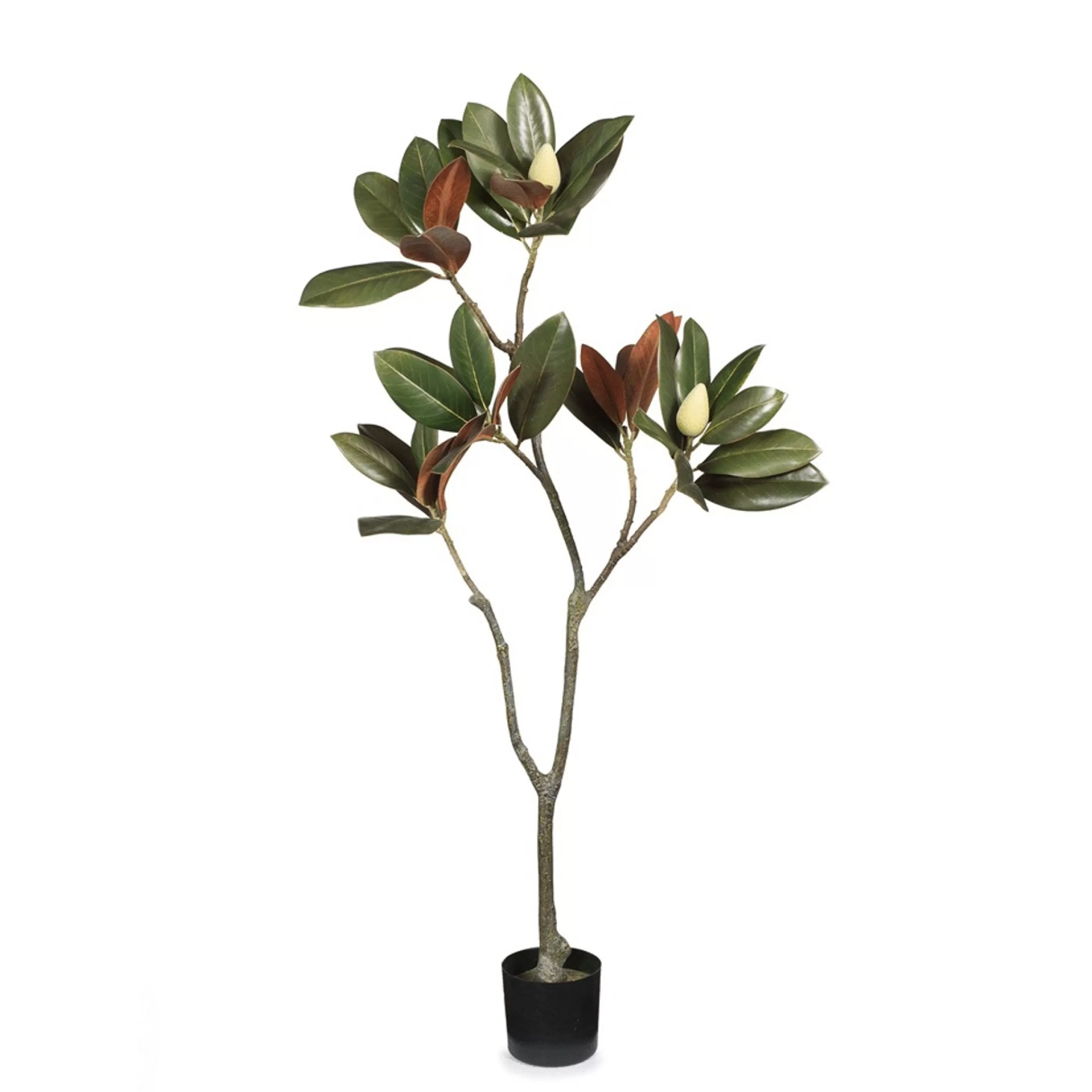 * Floristry | Green & Brown Potted Magnolia Tree - 122Cm