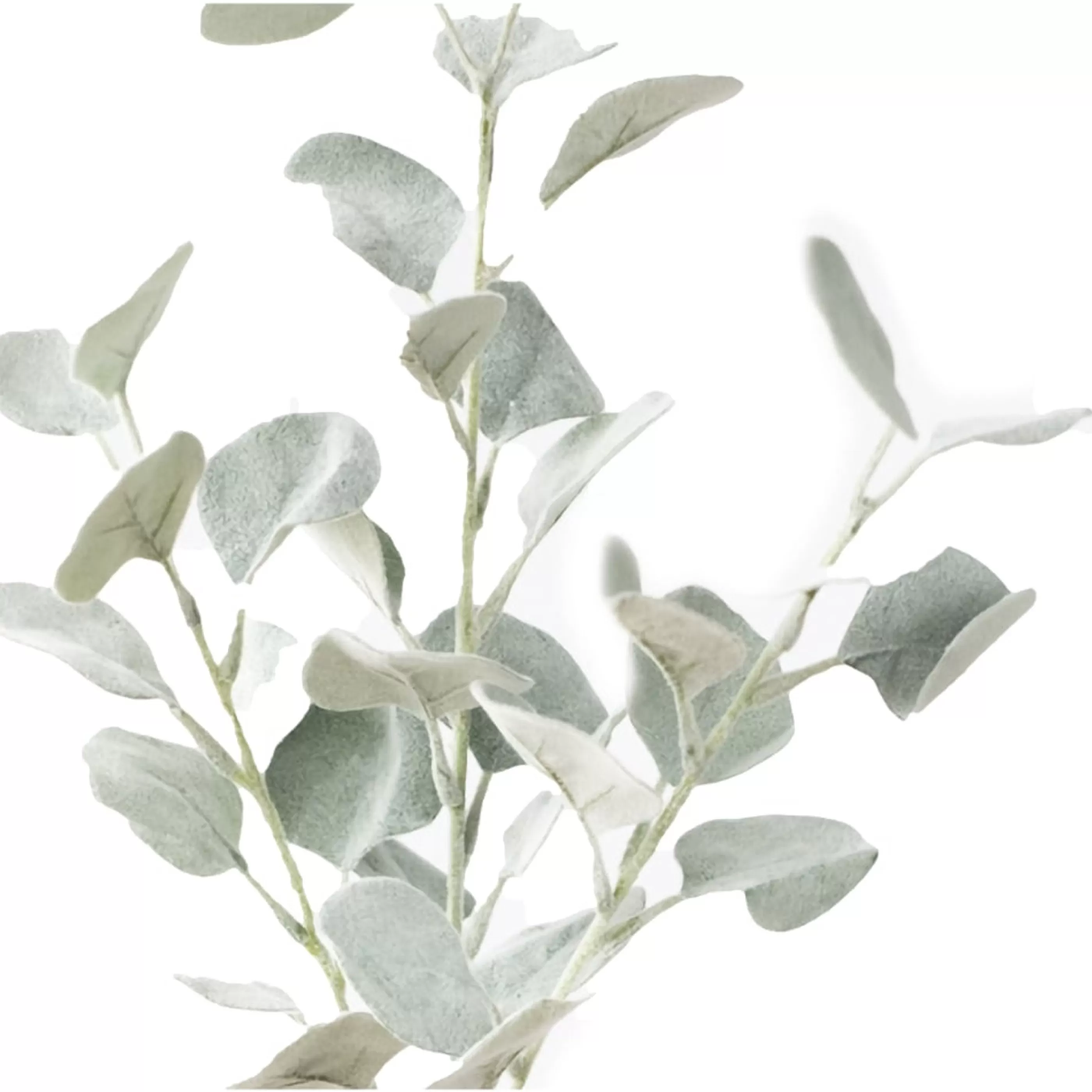 * Floristry | Green Grey Dusty Money Leaf Spray - 65Cm