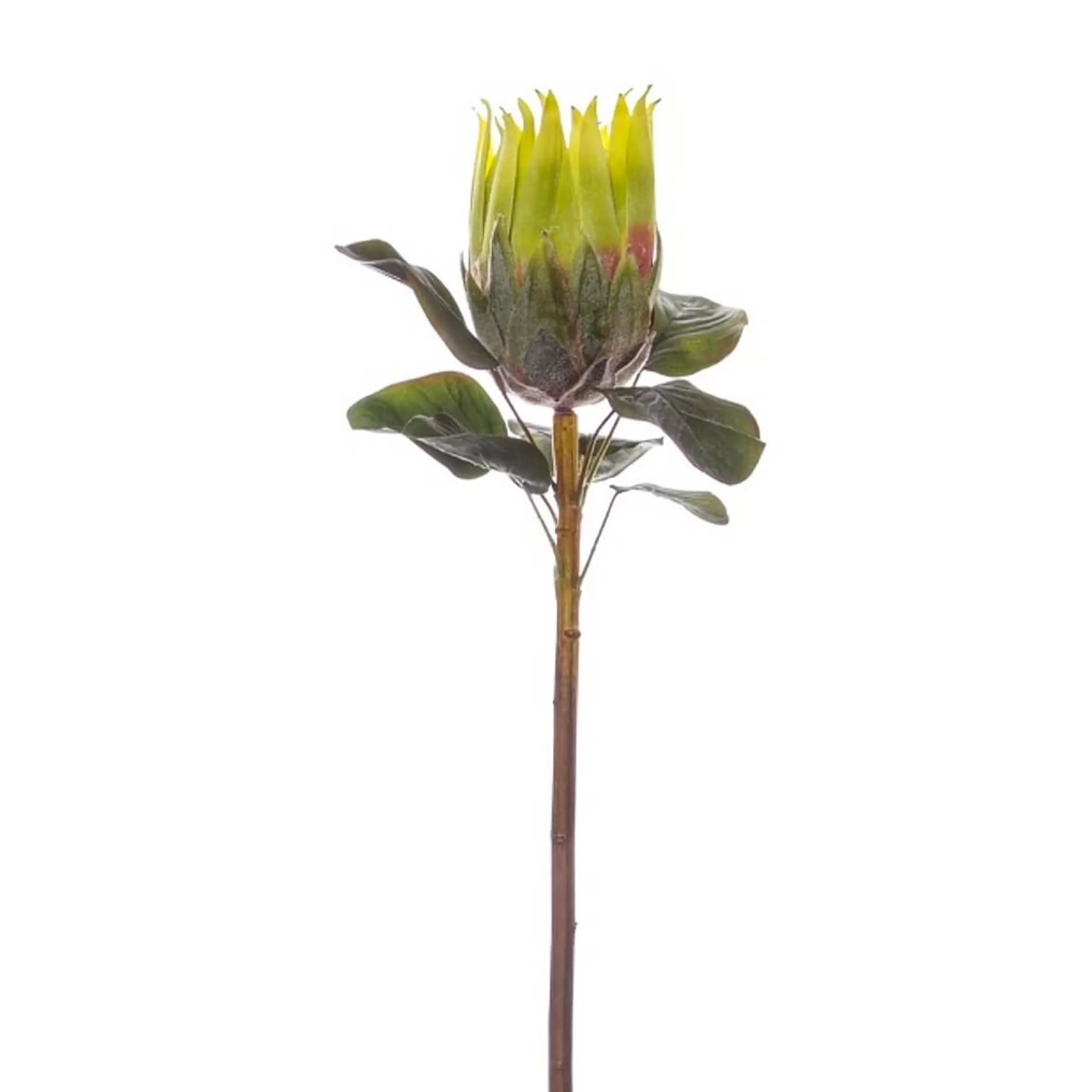 * Floristry | Green Native Queen Protea - 62Cm