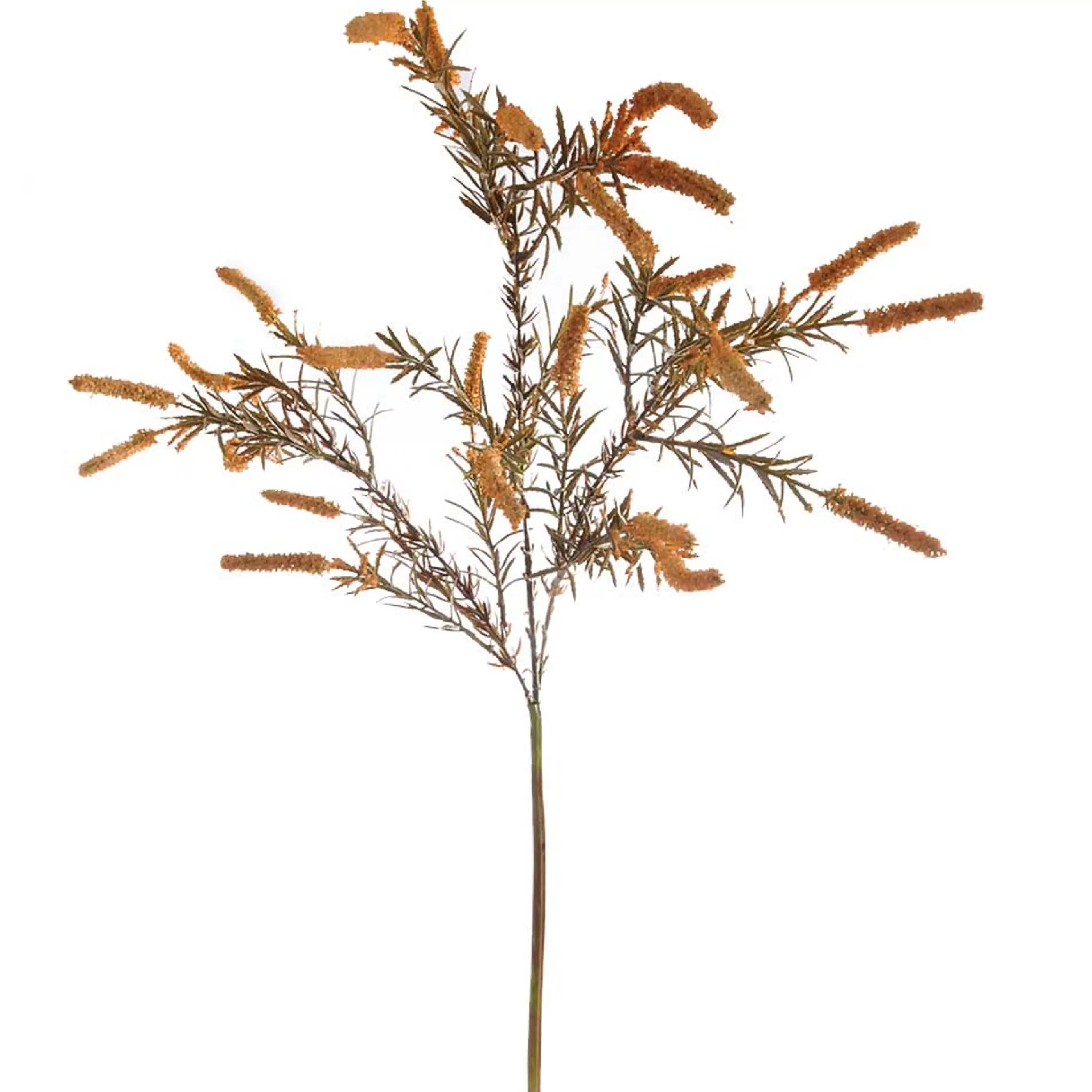 * Festive Sprays | Native Wild Gold Setaria Spray - 85Cm