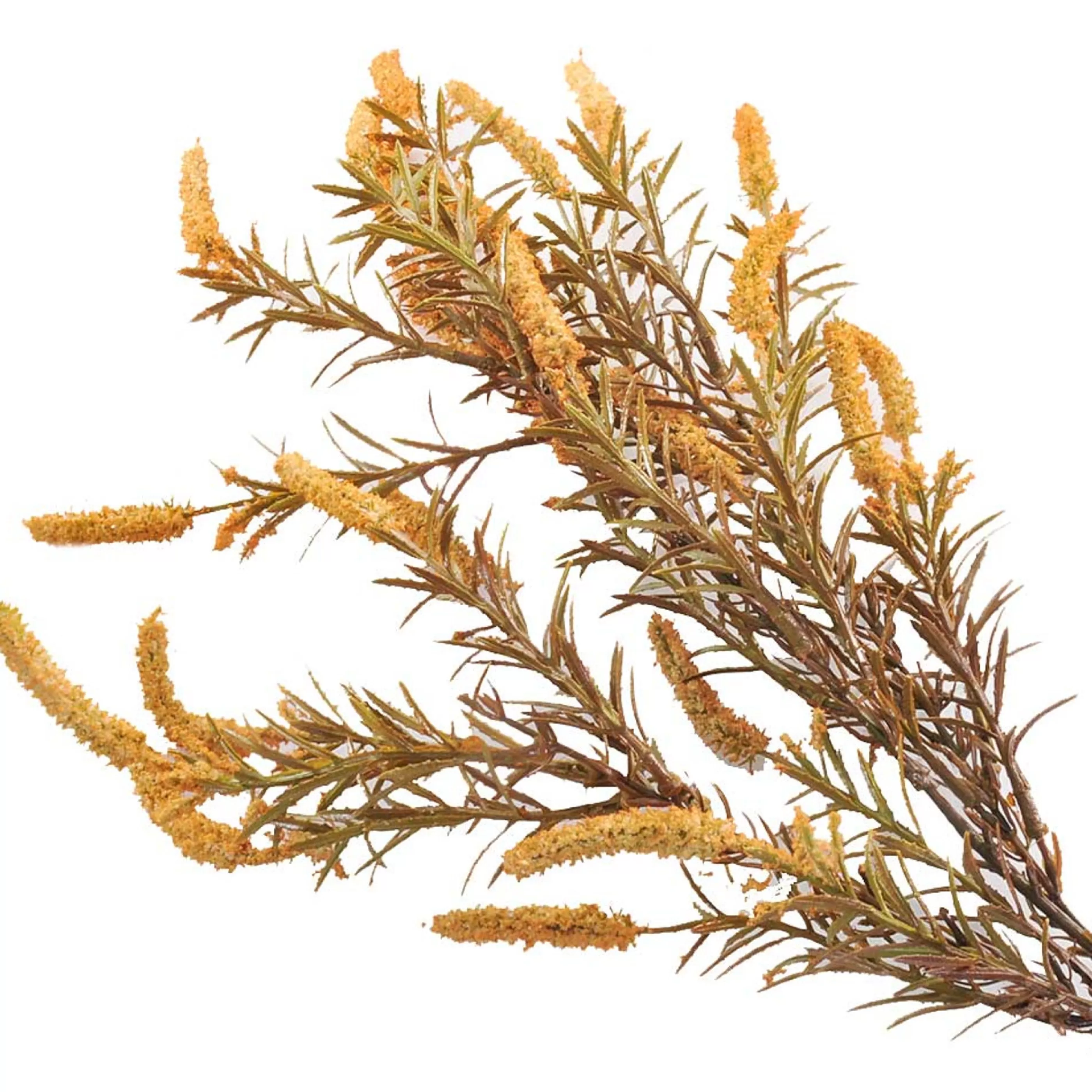 * Festive Sprays | Native Wild Gold Setaria Spray - 85Cm