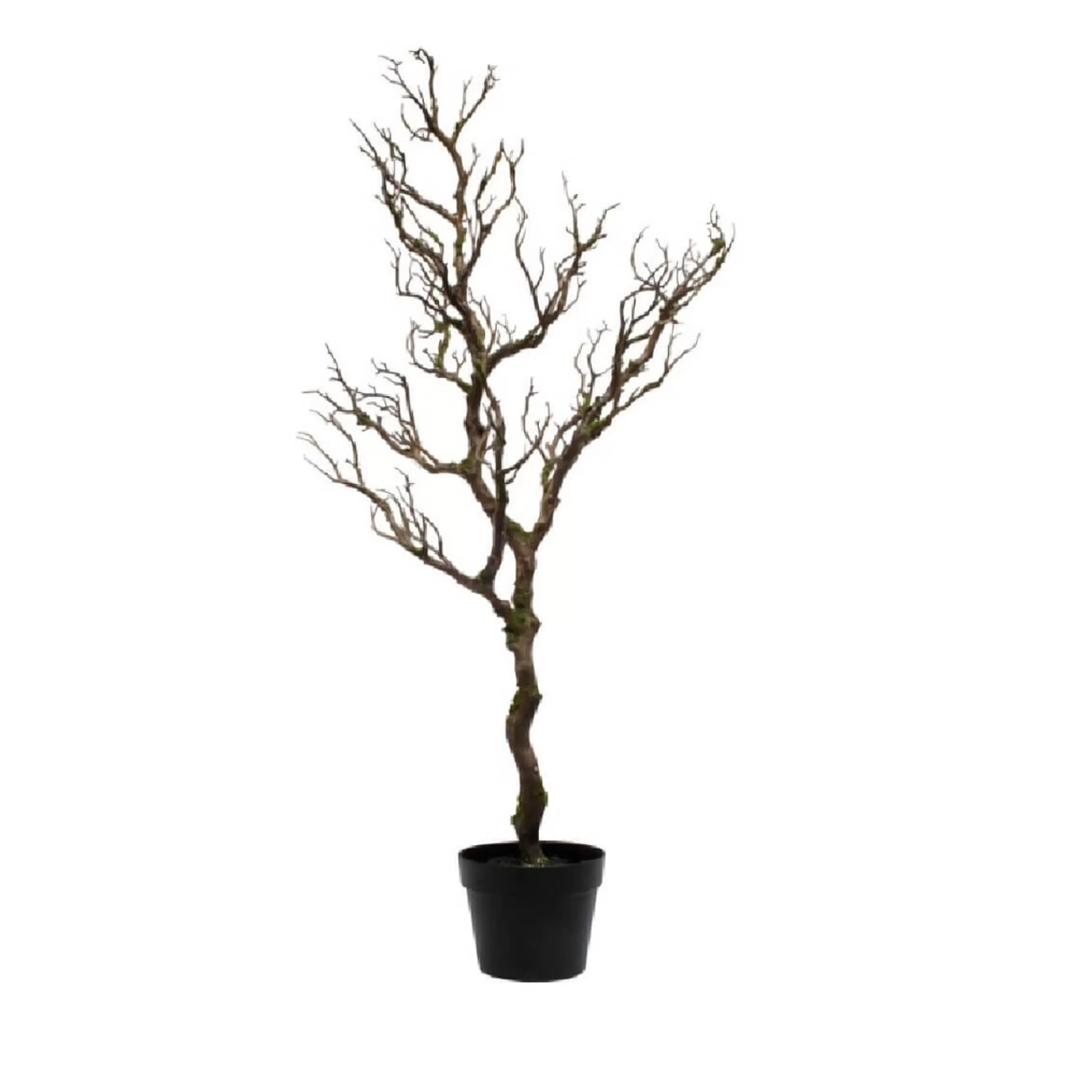 Fashion * Natural Moss Potted Tree - 108Cm