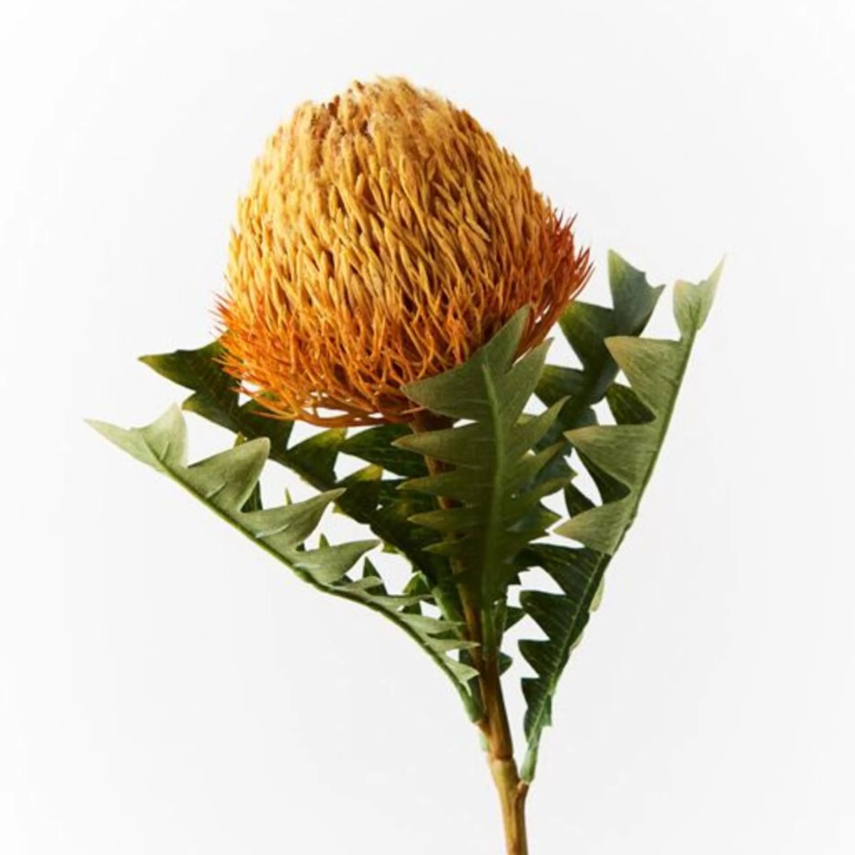 * Floristry | Orange Acorn Banksia - 69Cm