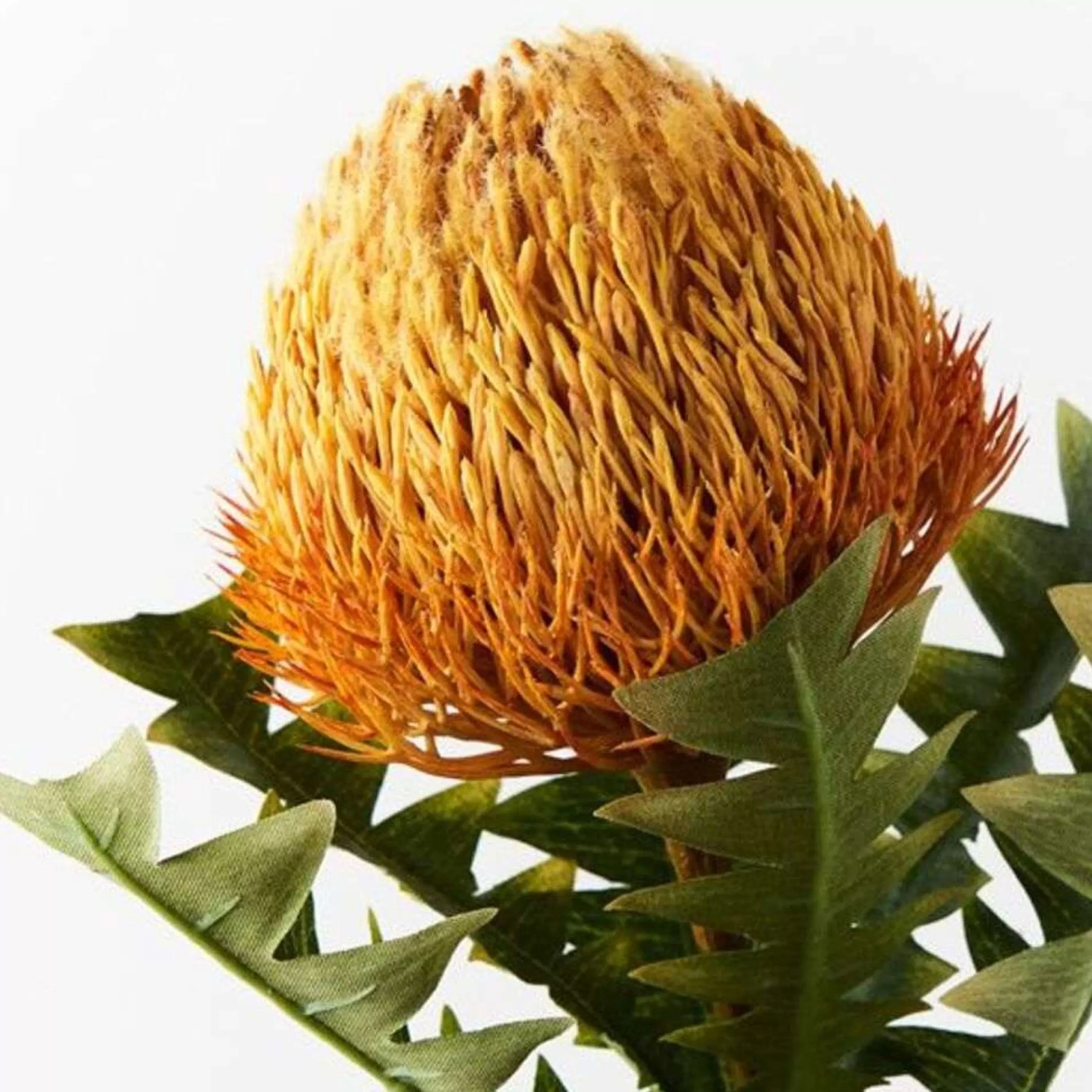 * Floristry | Orange Acorn Banksia - 69Cm