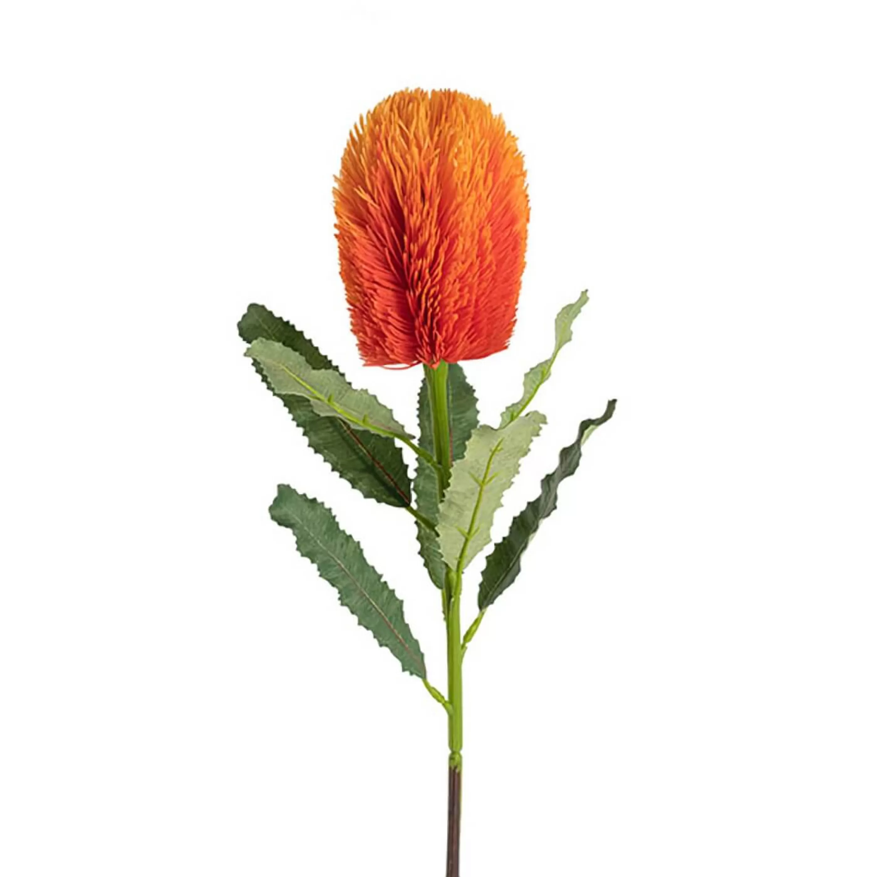 * Floristry | Orange Australian Banksia Stem - 65Cm