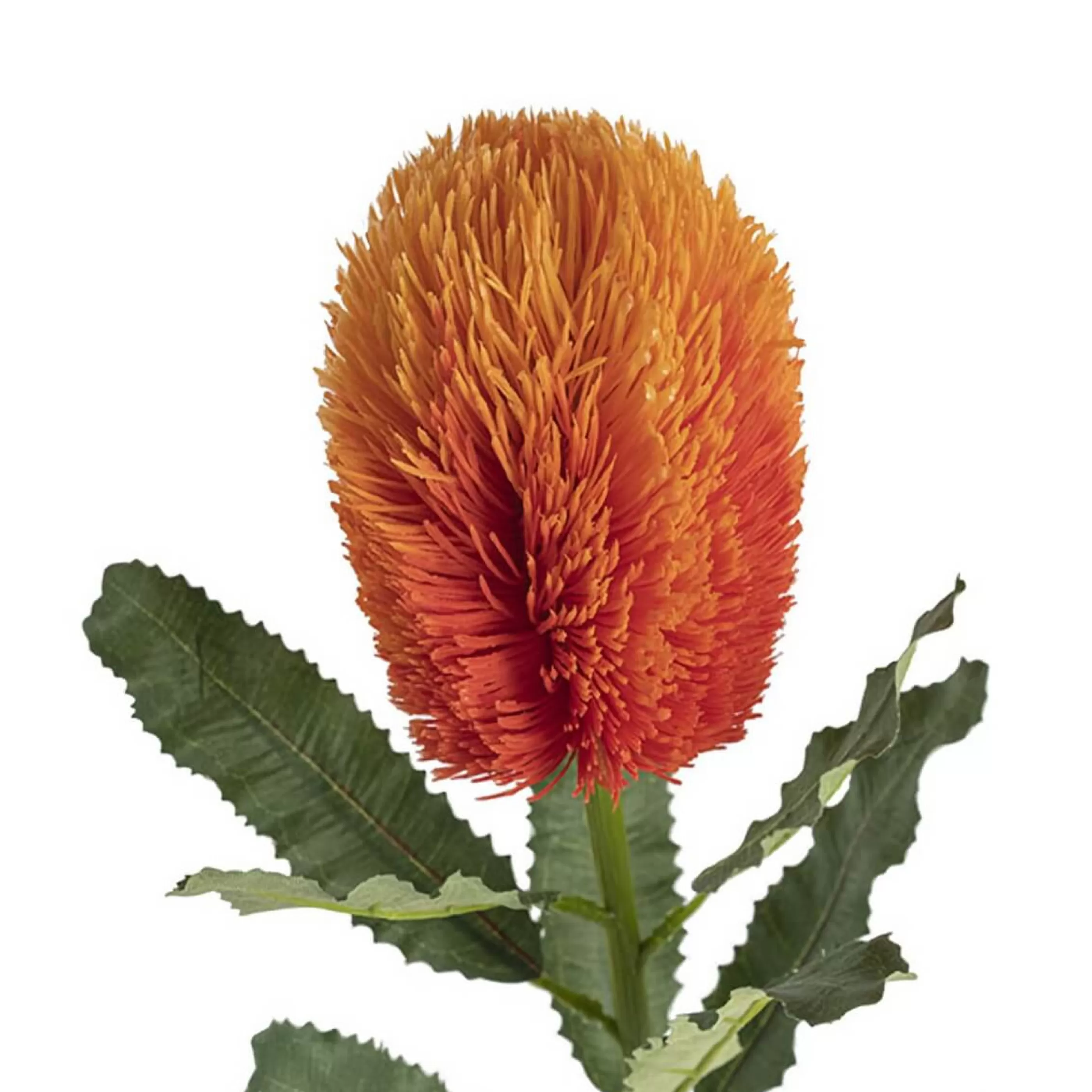 * Floristry | Orange Australian Banksia Stem - 65Cm