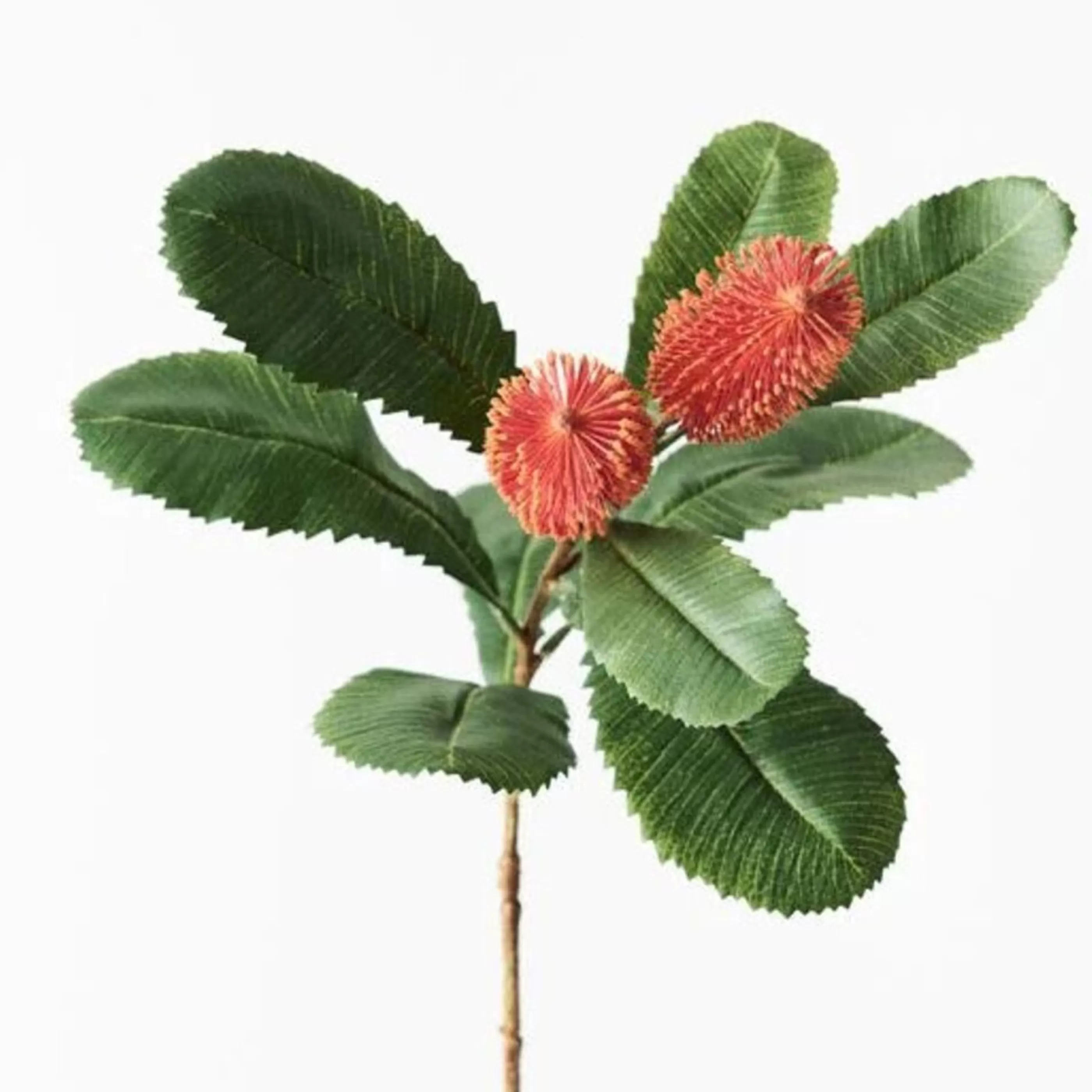 * Festive Sprays | Orange Flame Banksia Robur Spray - 76Cm