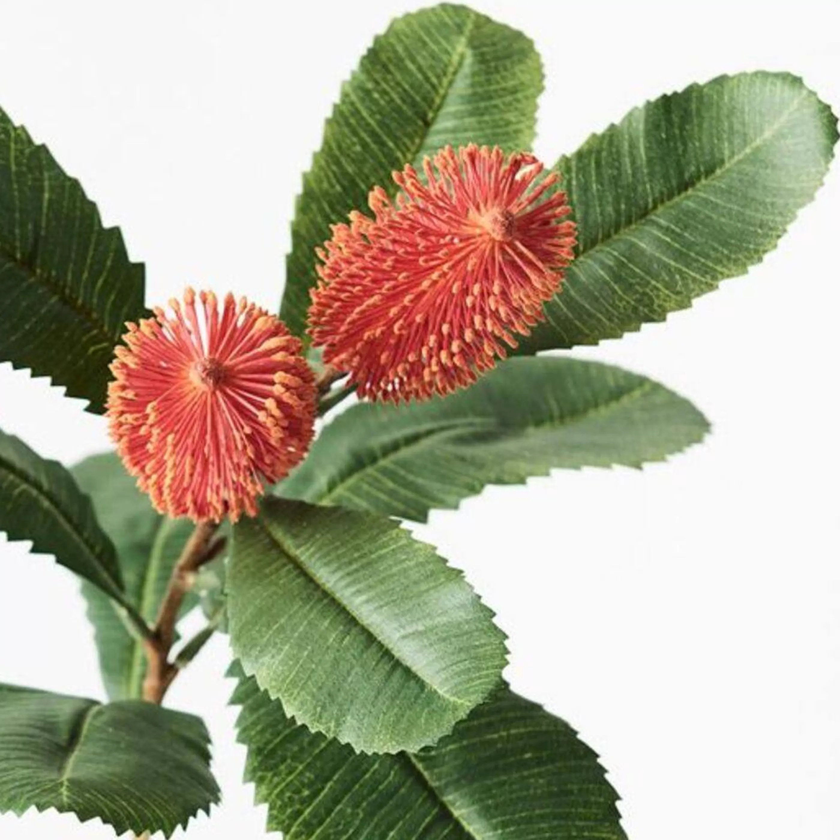 * Festive Sprays | Orange Flame Banksia Robur Spray - 76Cm