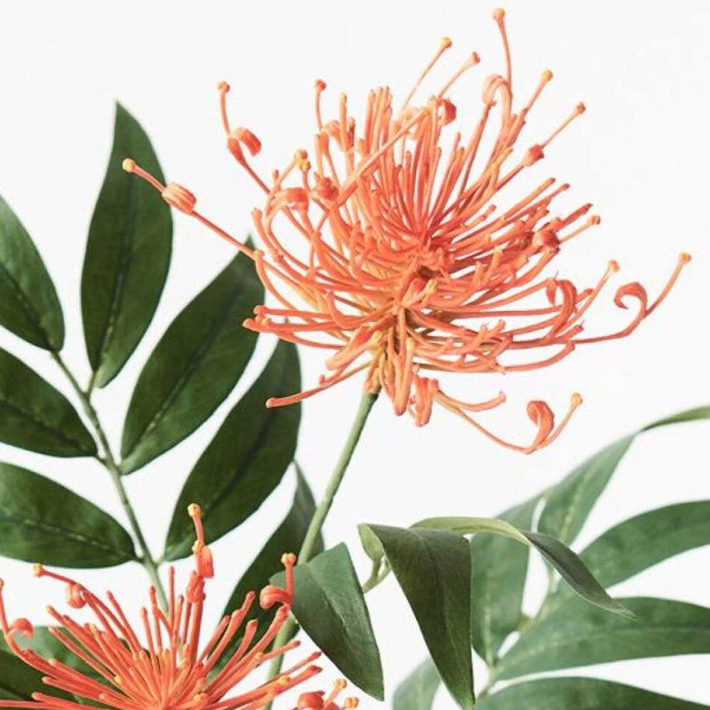 * Festive Sprays | Orange Grevillea Spray - 74Cm