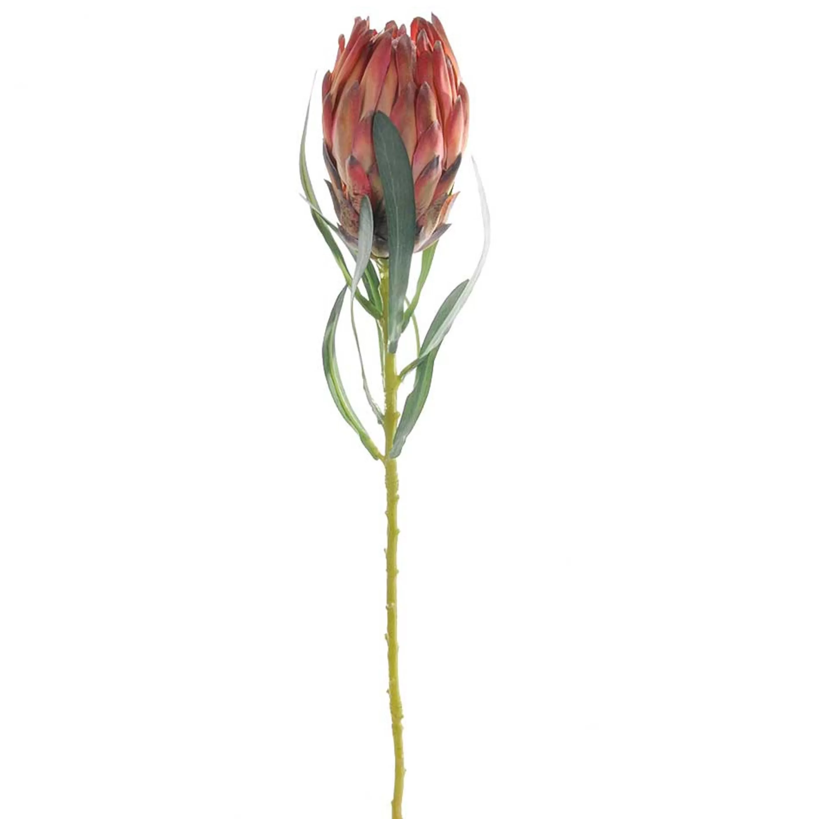 * Floristry | Orange Pink Queen Protea Stems - 61Cm