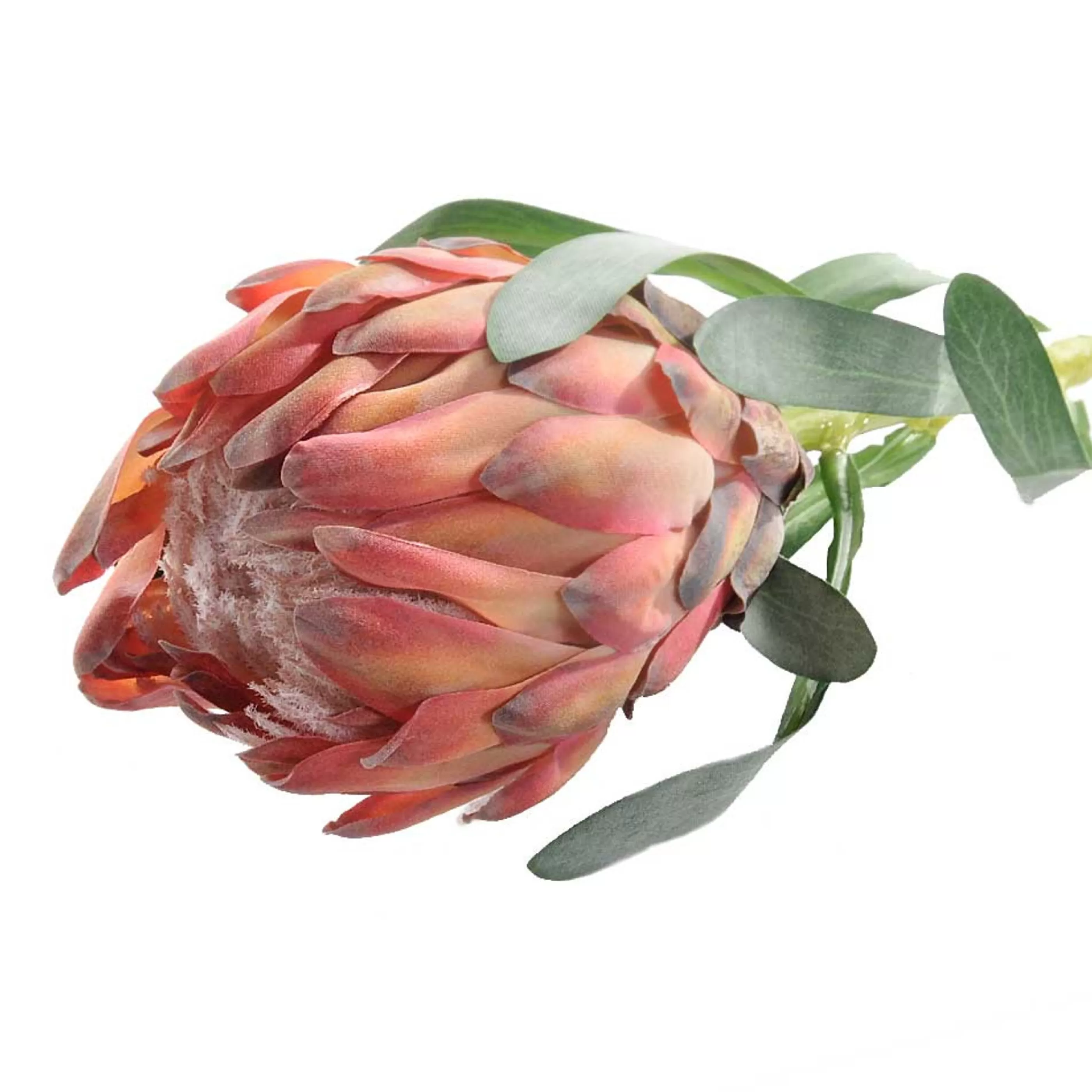 * Floristry | Orange Pink Queen Protea Stems - 61Cm