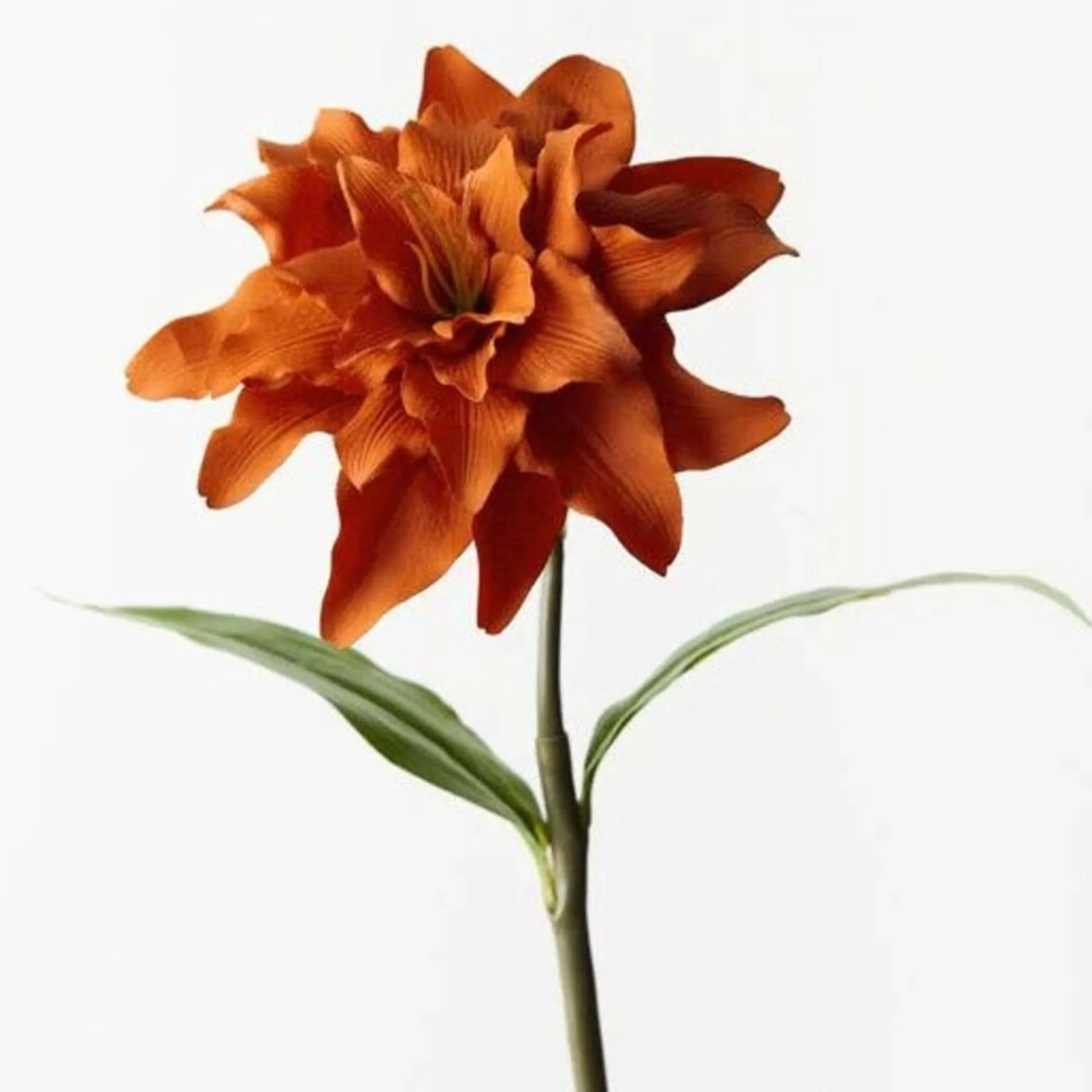 * Floristry | Orange Rust Roselily - 62Cm