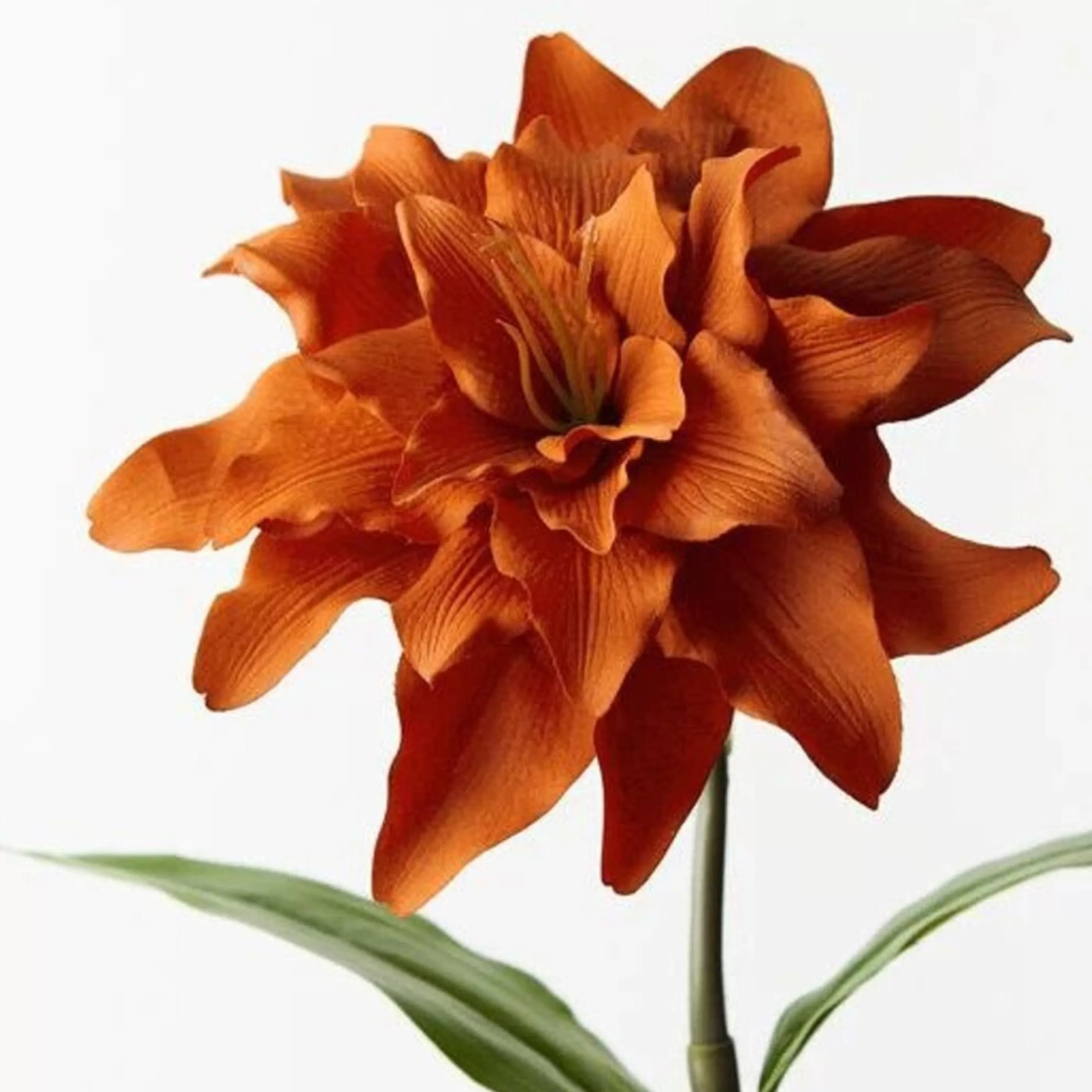 * Floristry | Orange Rust Roselily - 62Cm