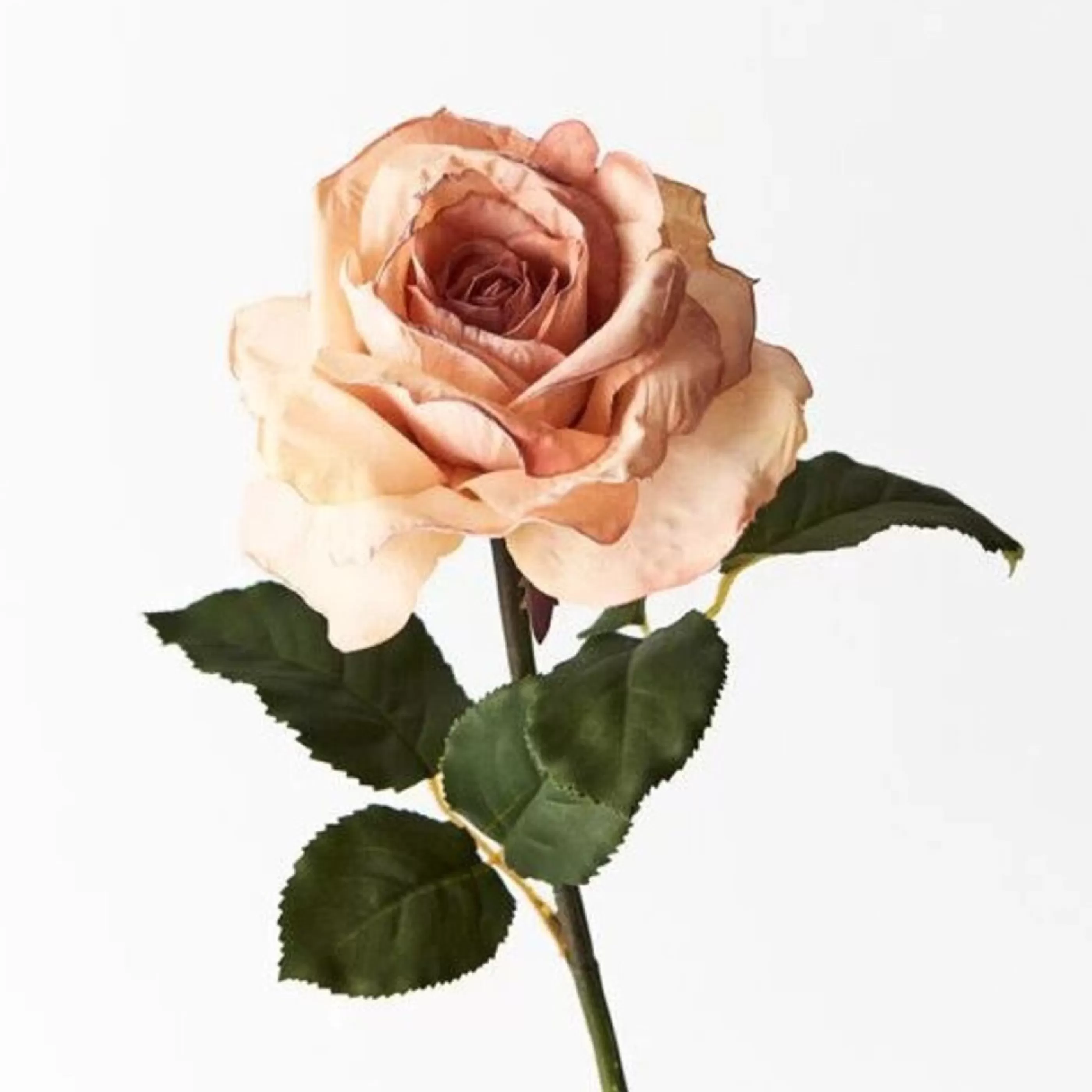 * Floristry | Peach Livia Rose - 65Cm