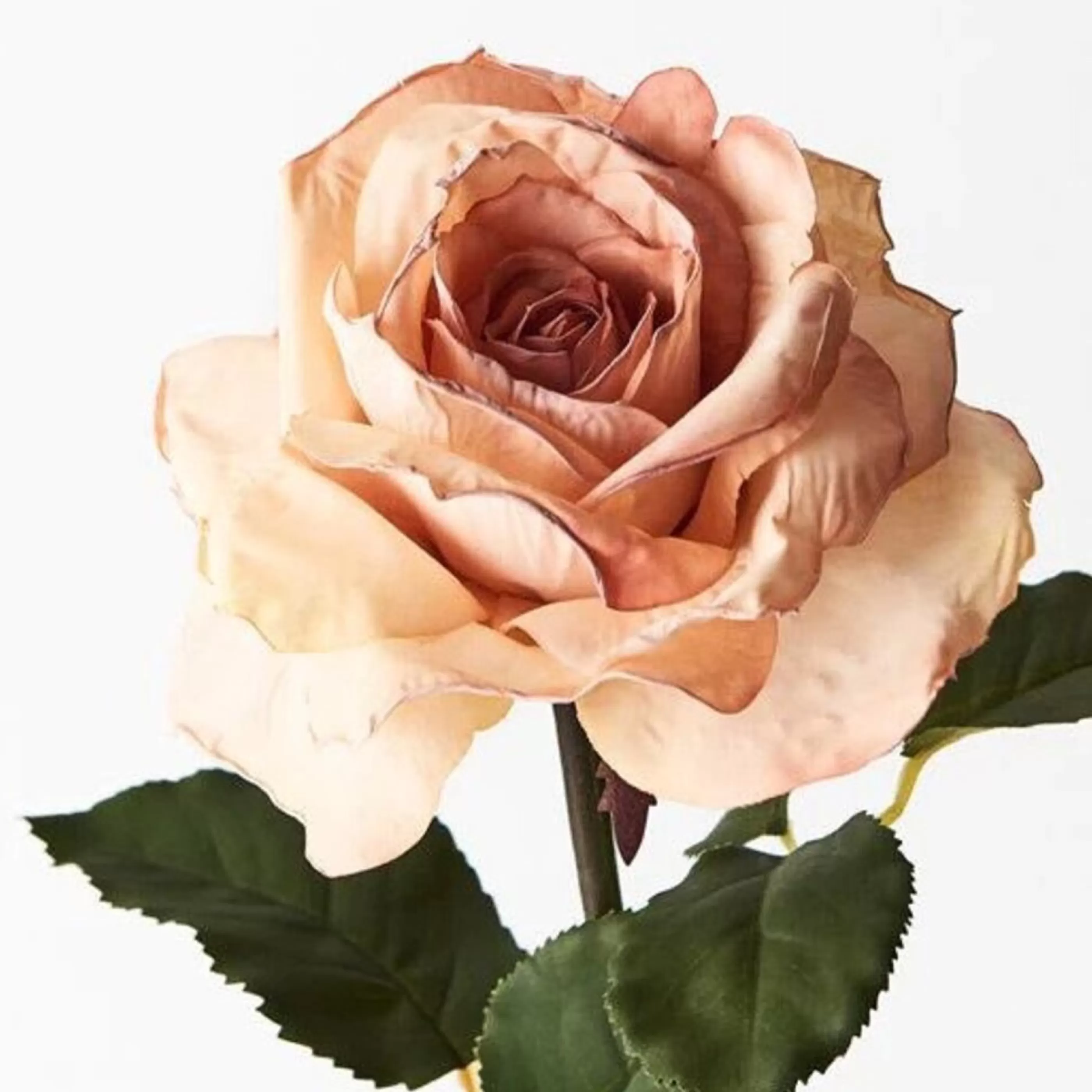 * Floristry | Peach Livia Rose - 65Cm