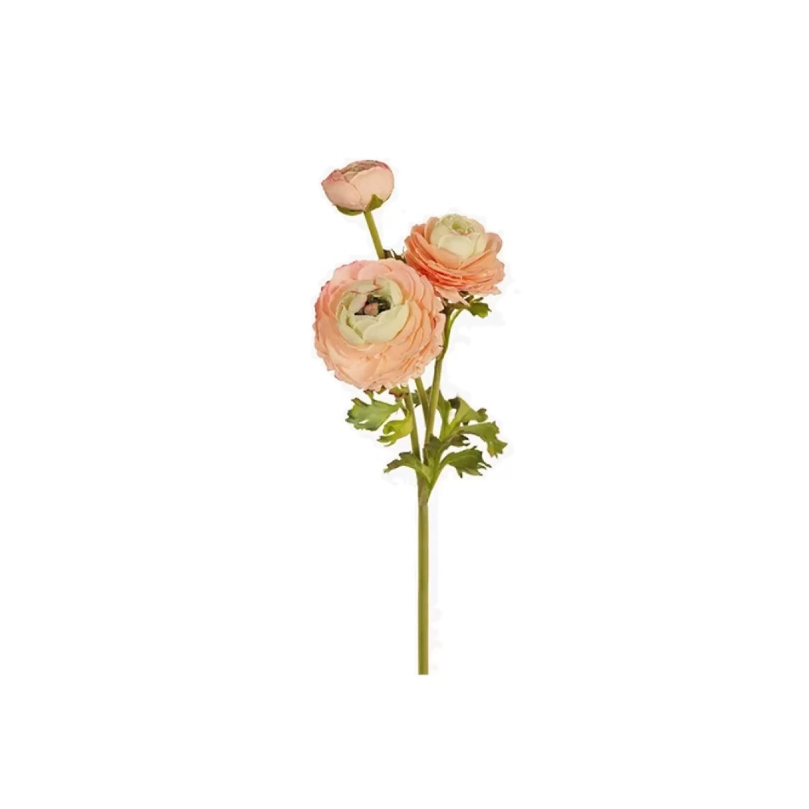 * Floristry | Peach Ranunculus Spray - 60Cm