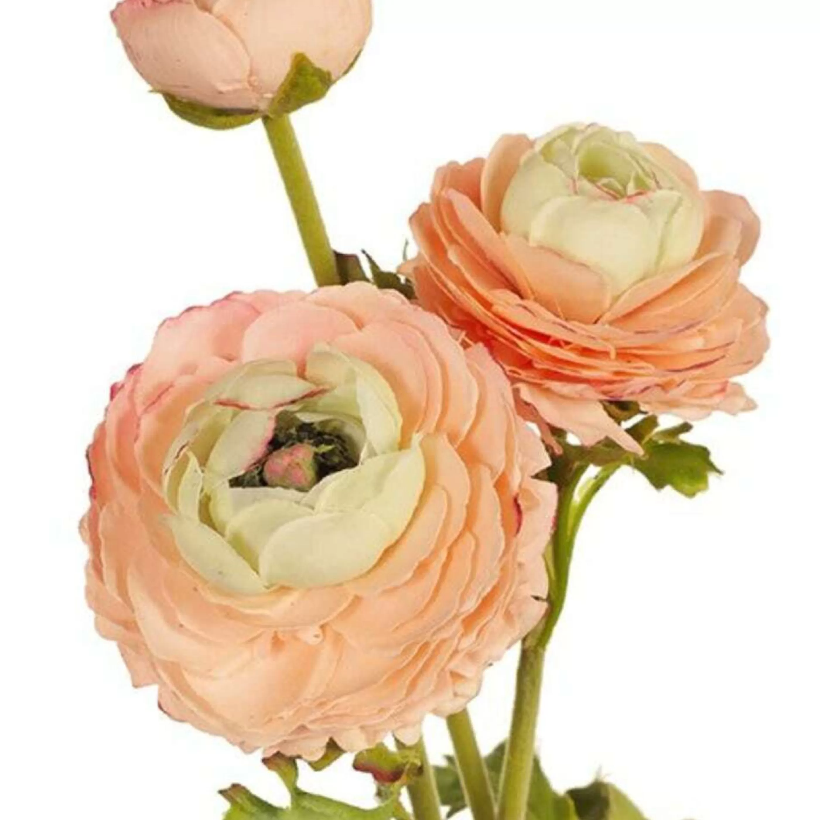 * Floristry | Peach Ranunculus Spray - 60Cm