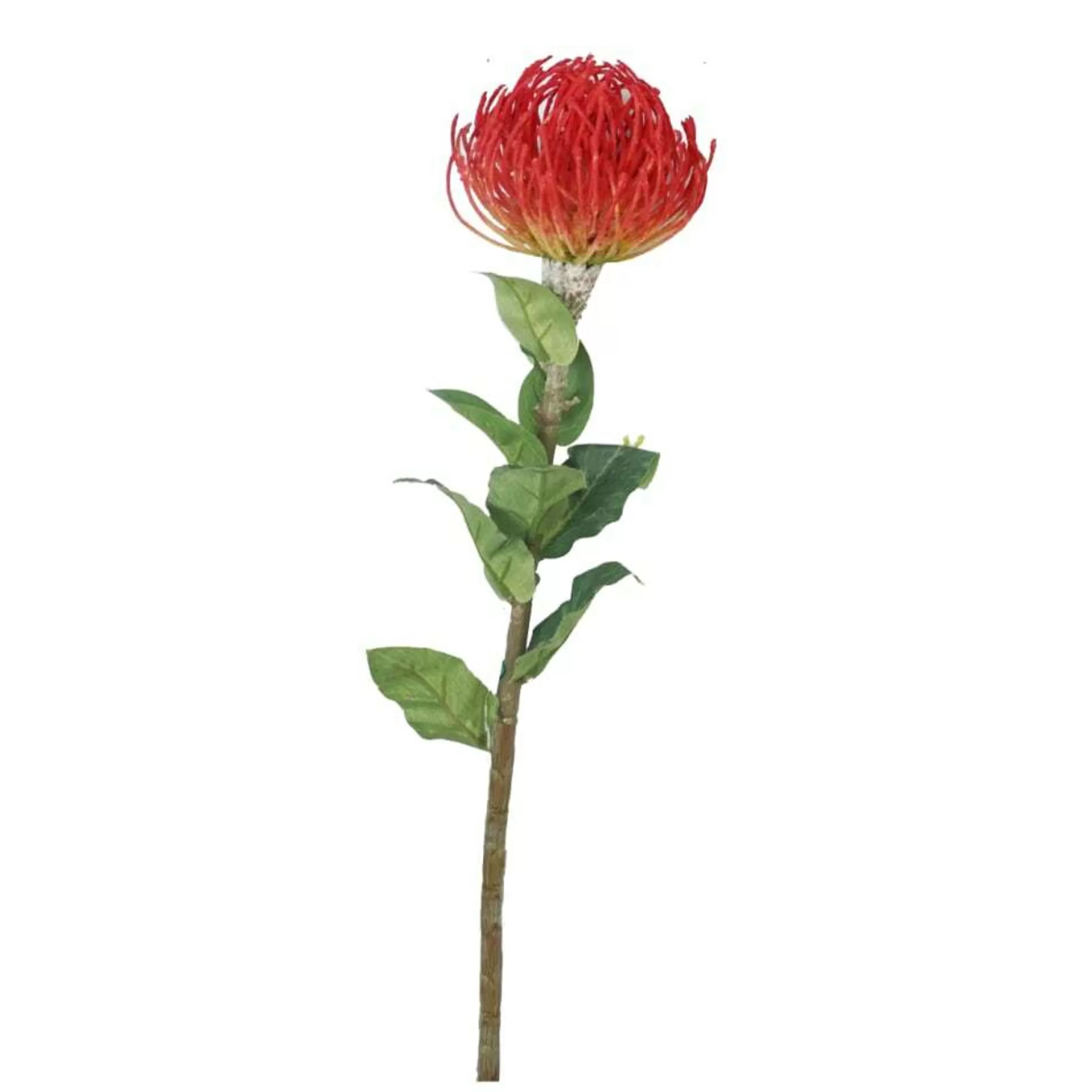 * Australian Decorations | Pincushion Flower And Stem (2 Colours) - 75Cm