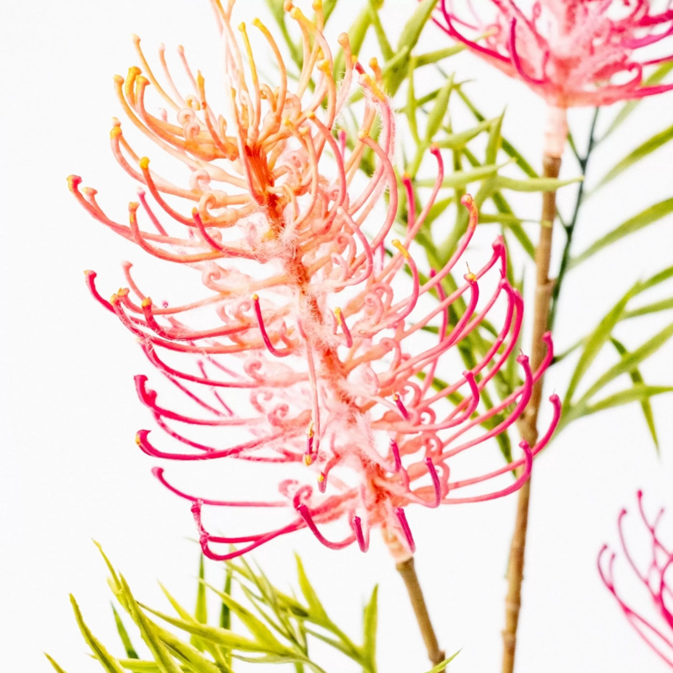 * Floristry | Pink Grevillea Spray - 82.5Cm