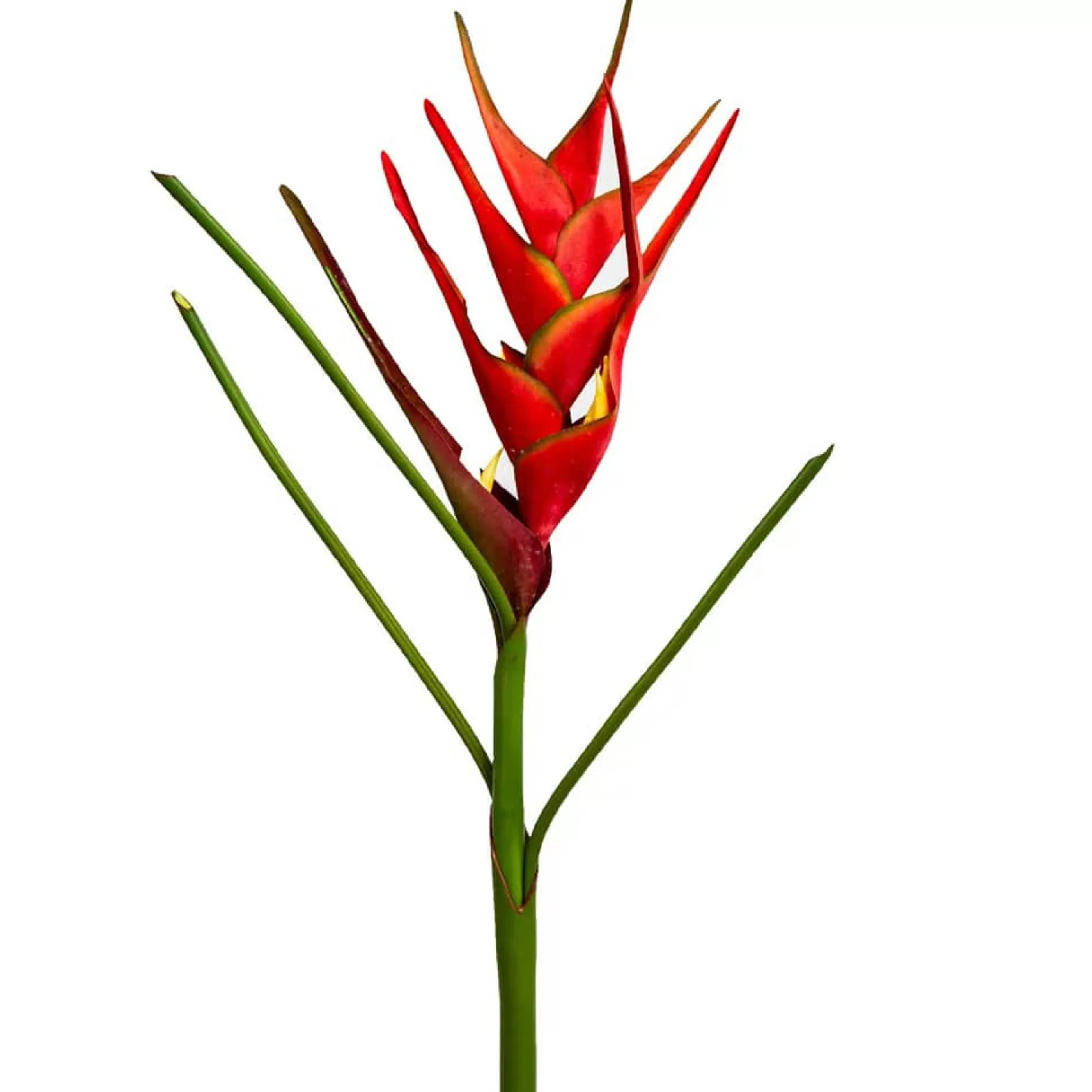 * Floristry | Red Heliconia Stem - 82Cm