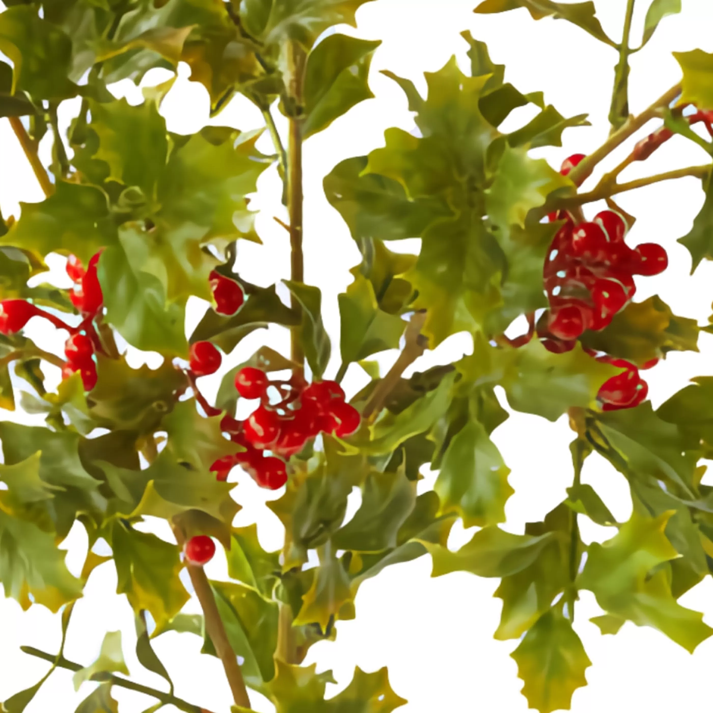 * Festive Sprays | Red Holly And Green Foliage Spray - 81Cm