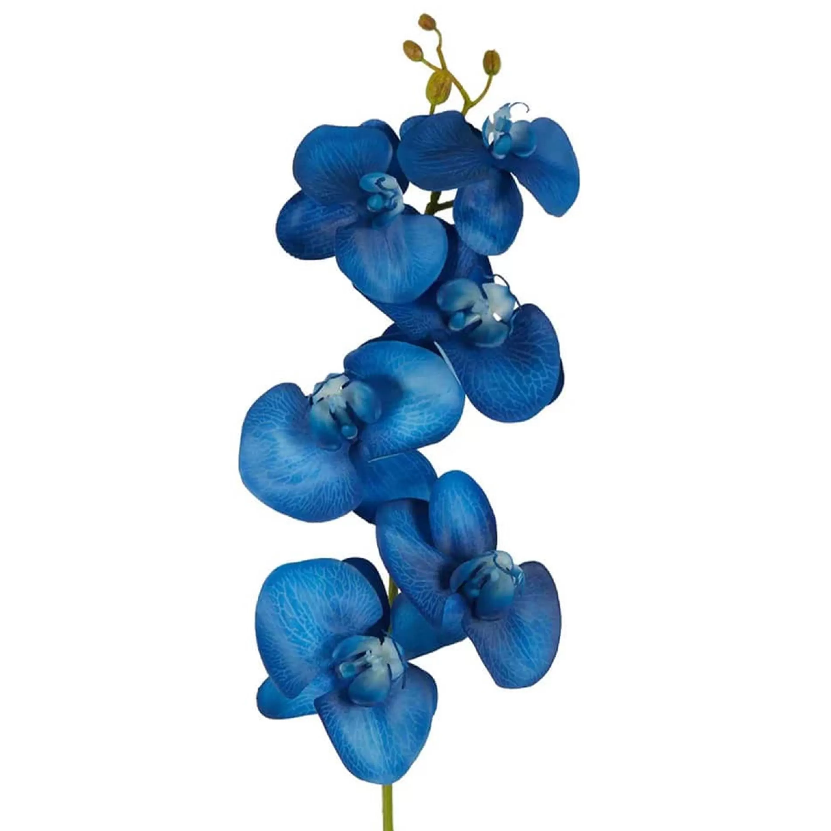 * Floristry | Royal Blue Phalaenopsis Orchid Stem - 80Cm