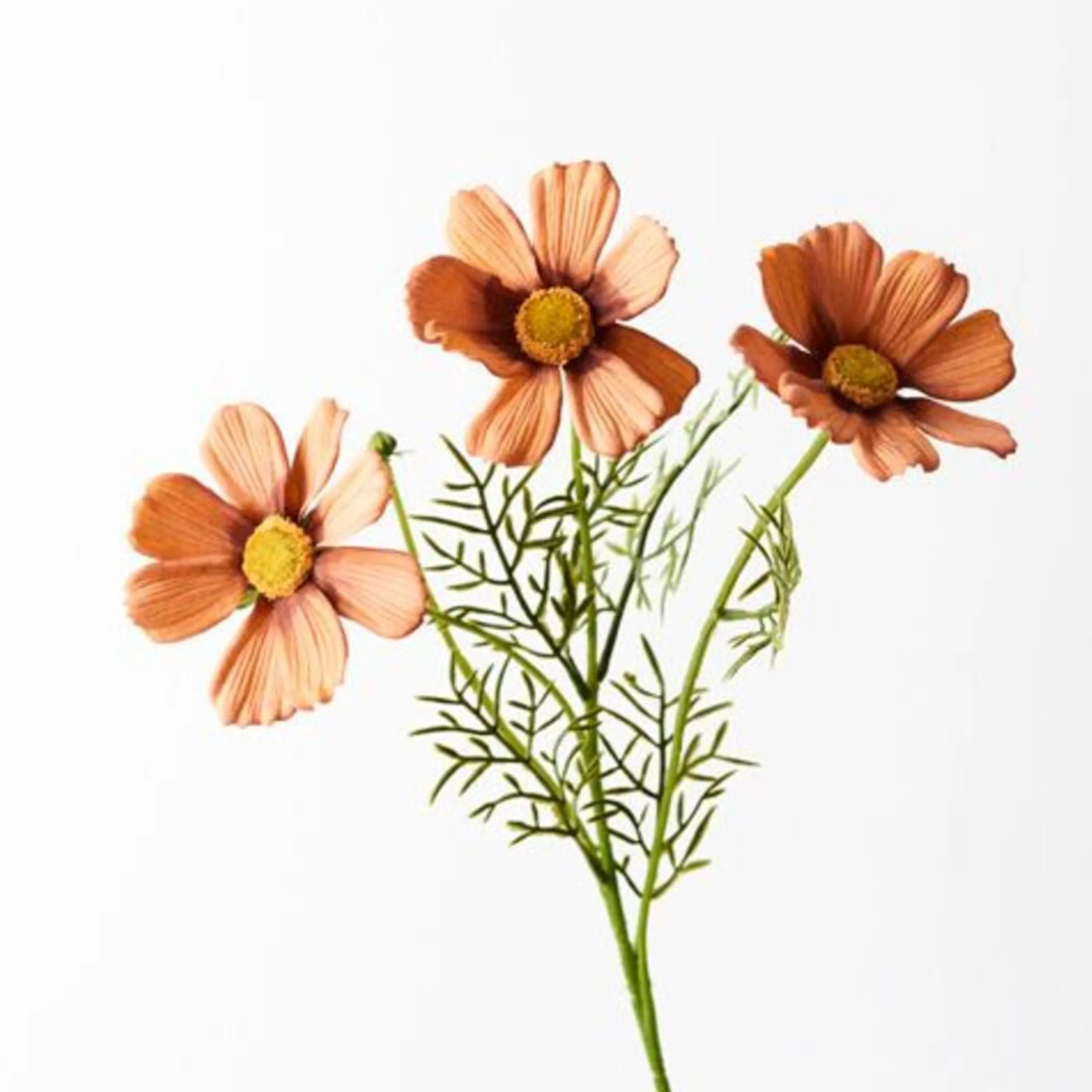 * Floristry | Rust Cosmos Spray - 50Cm