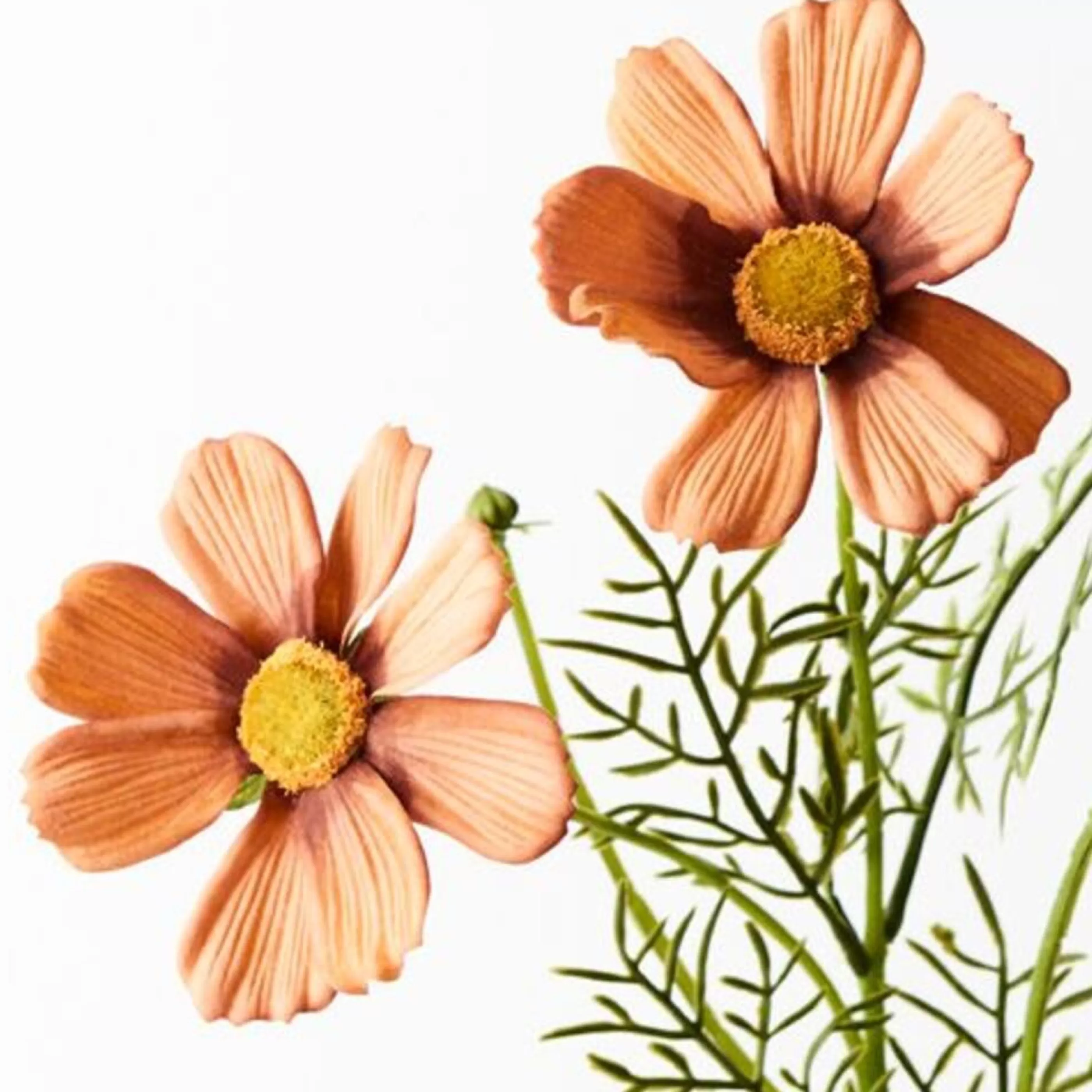 * Floristry | Rust Cosmos Spray - 50Cm