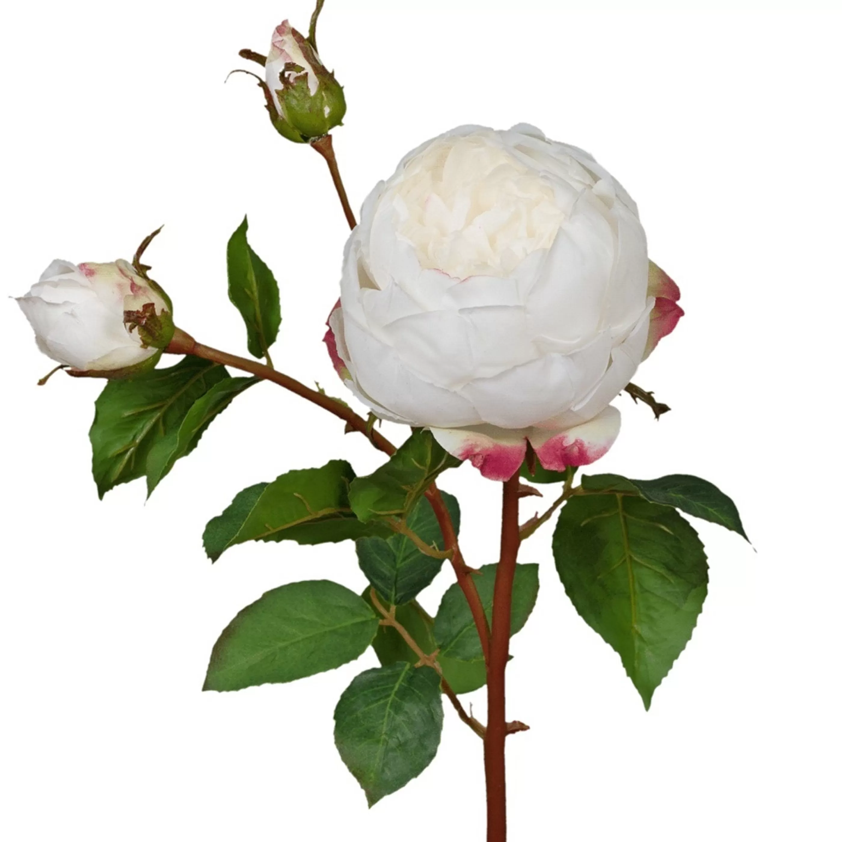 * Floristry | White English Cabbage Rose - 53Cm