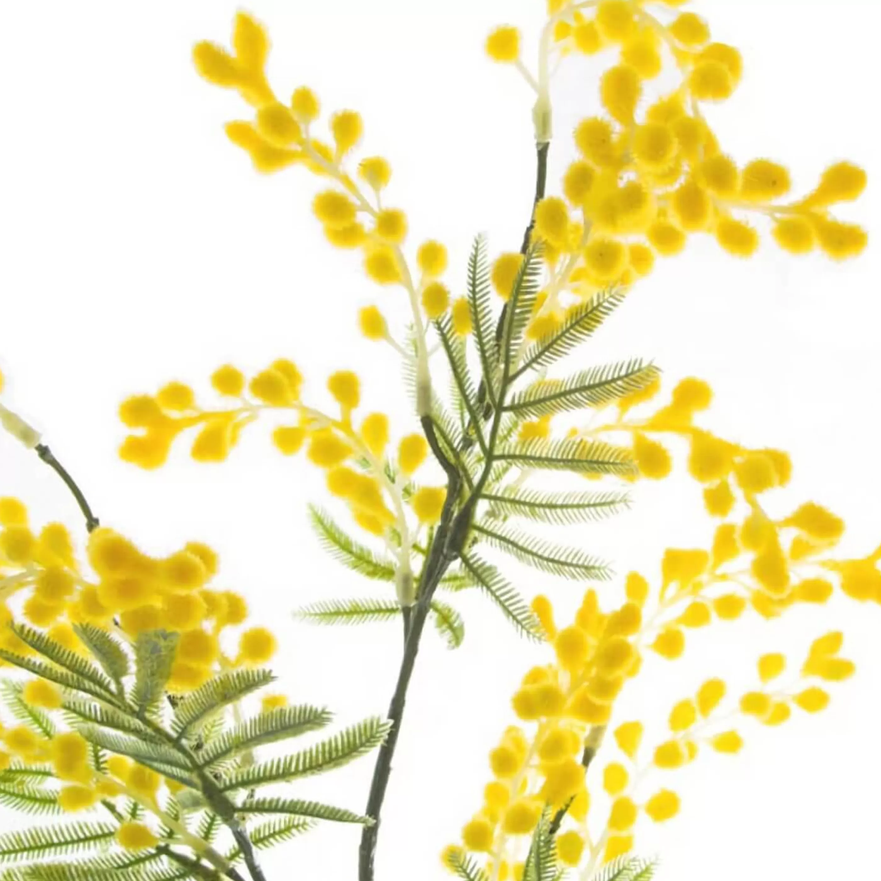 * Floristry | Yellow Australian Native Wattle - 85Cm