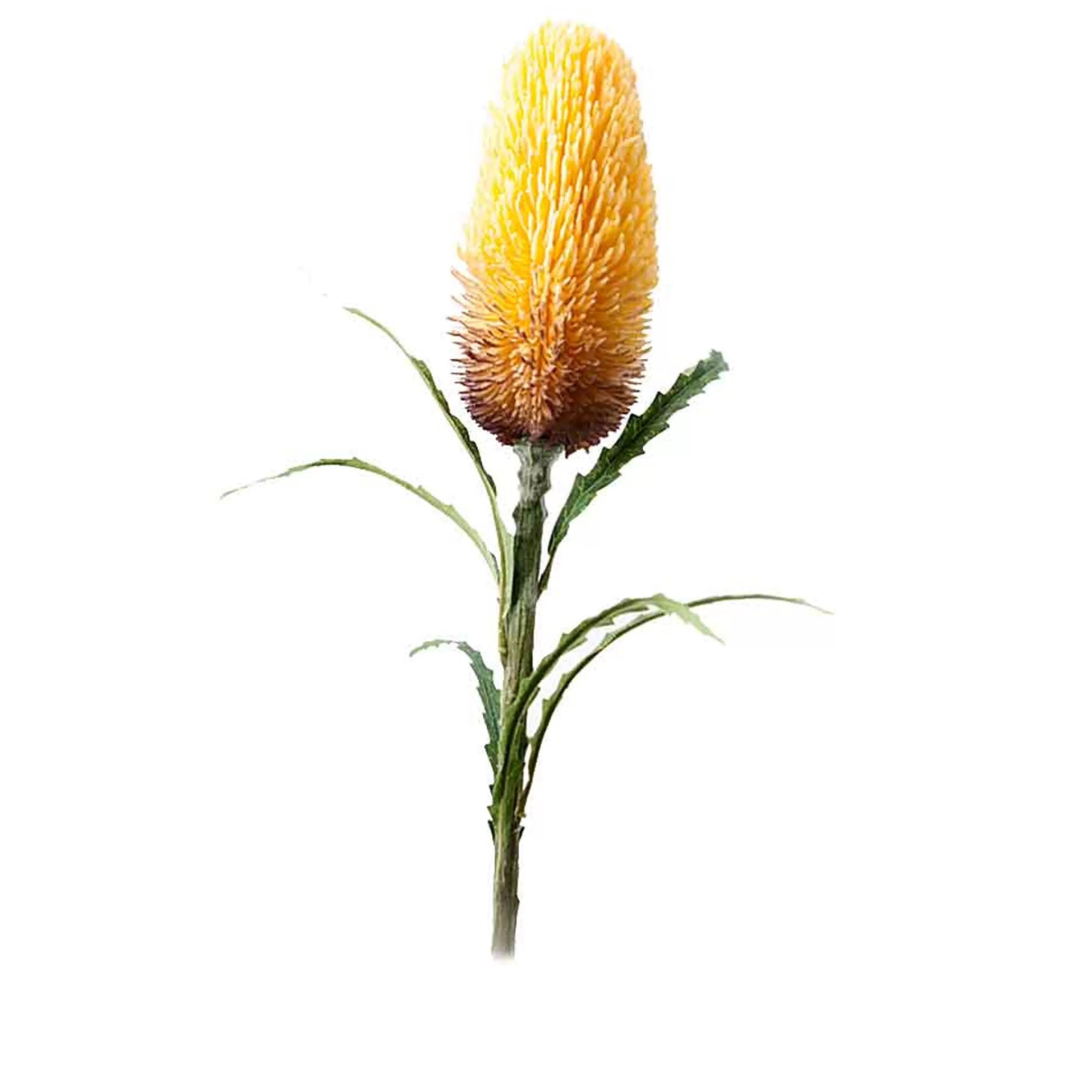 * Floristry | Yellow Mauve Protea- 70Cm