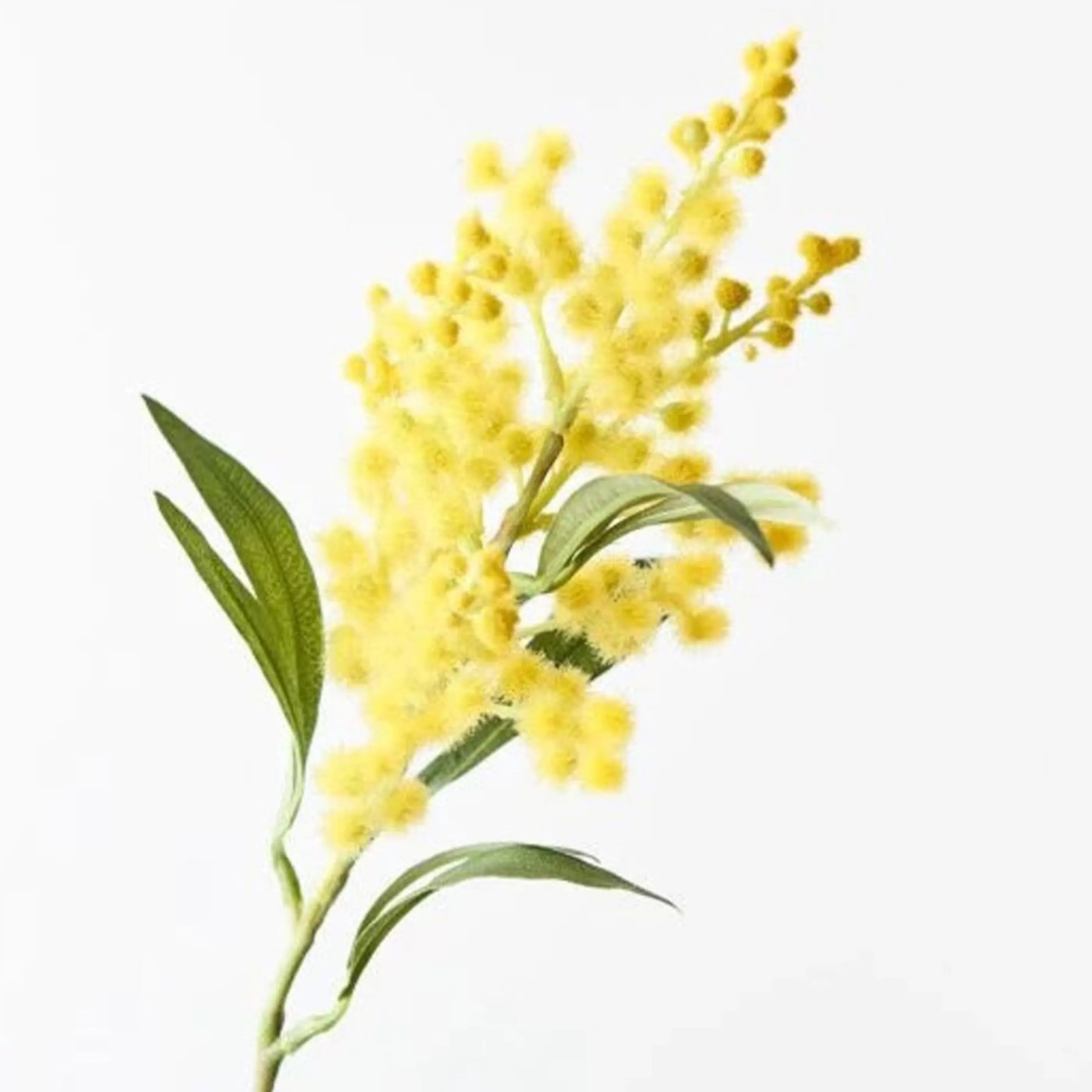 * Floristry | Yellow Wattle Stem - 36Cm - (Duplicate Imported From Bigcommerce)