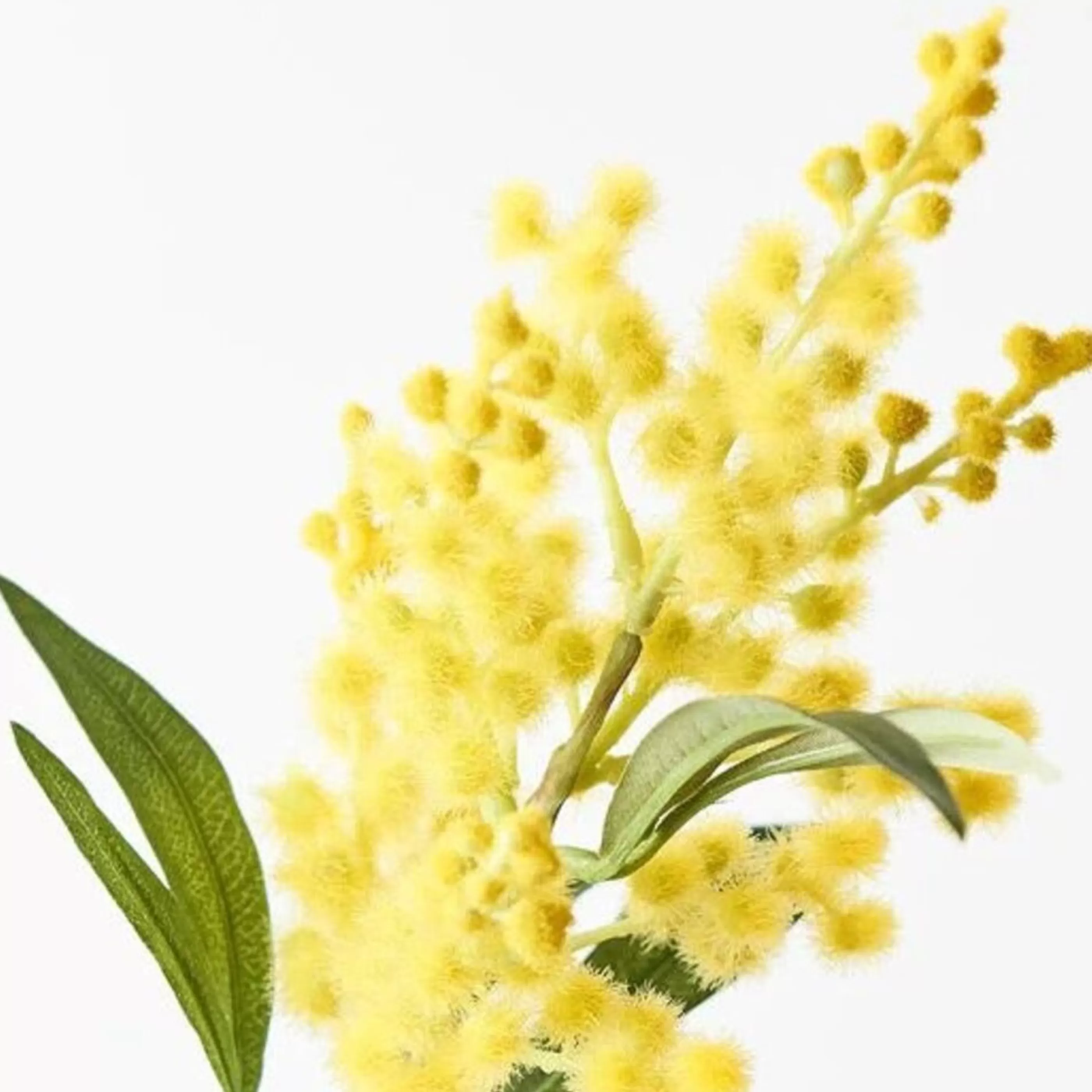 * Floristry | Yellow Wattle Stem - 36Cm - (Duplicate Imported From Bigcommerce)